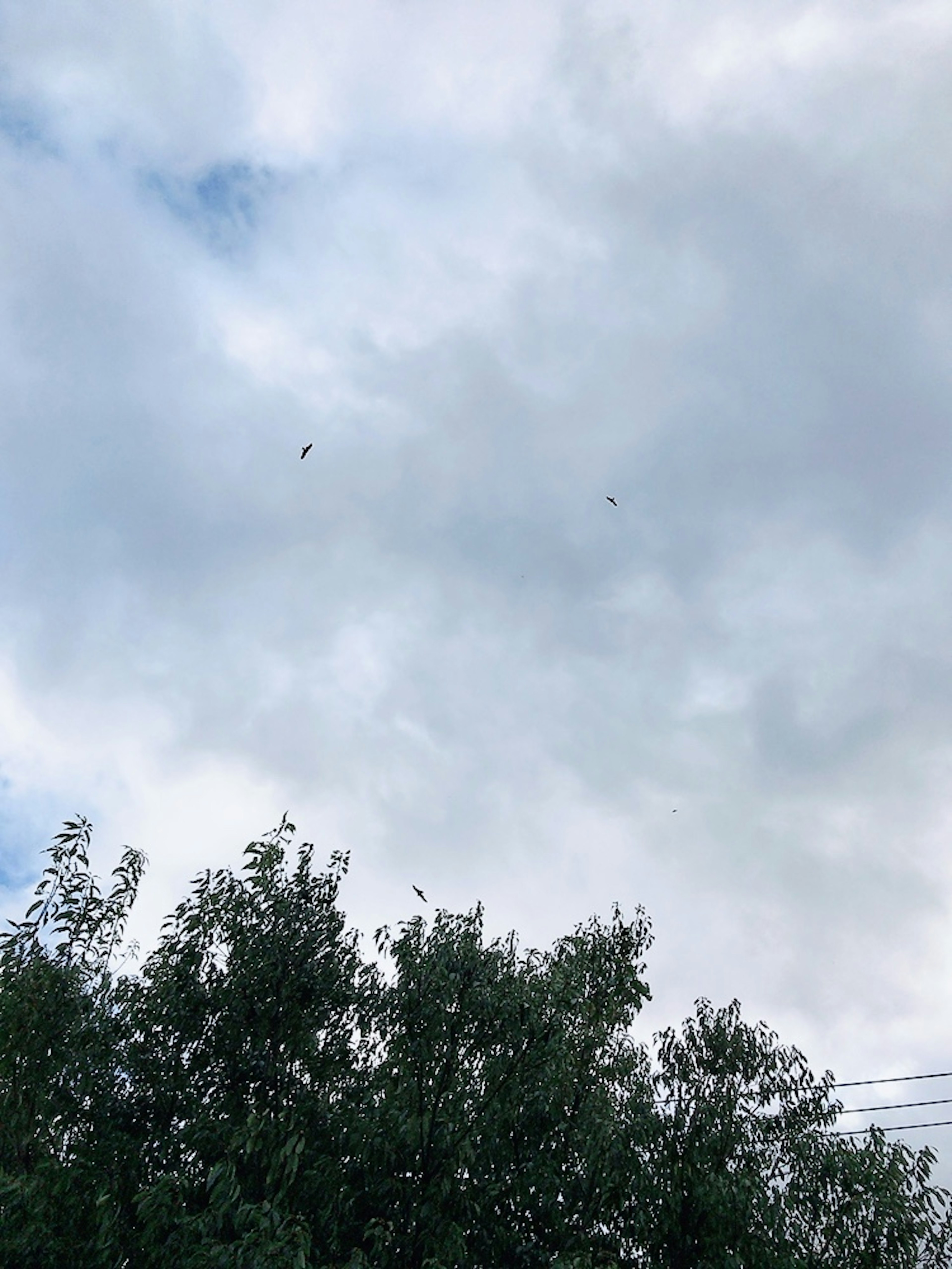 Cielo nuvoloso con sagome di alberi