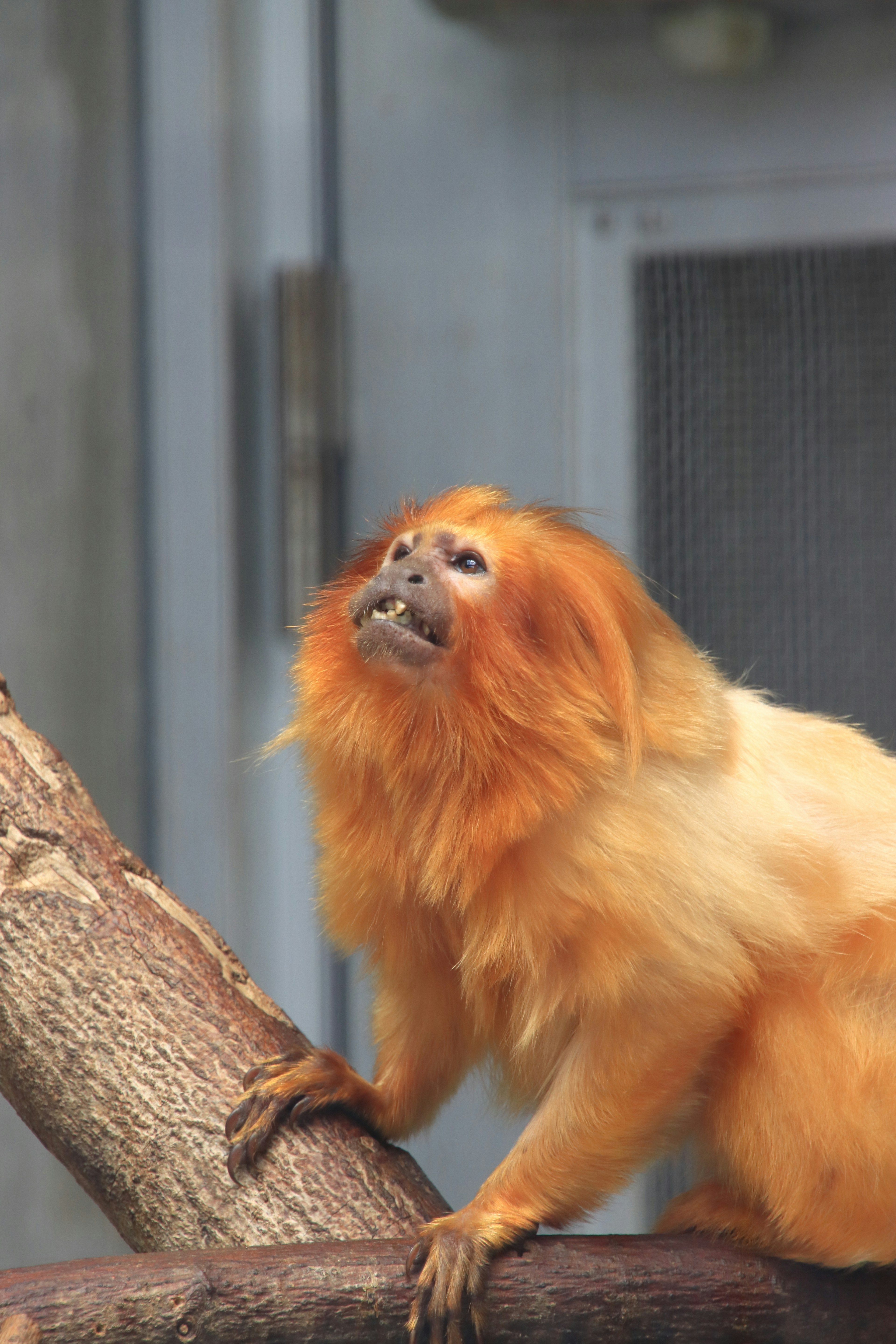 Goldhaariger Affe sitzt auf einem Ast