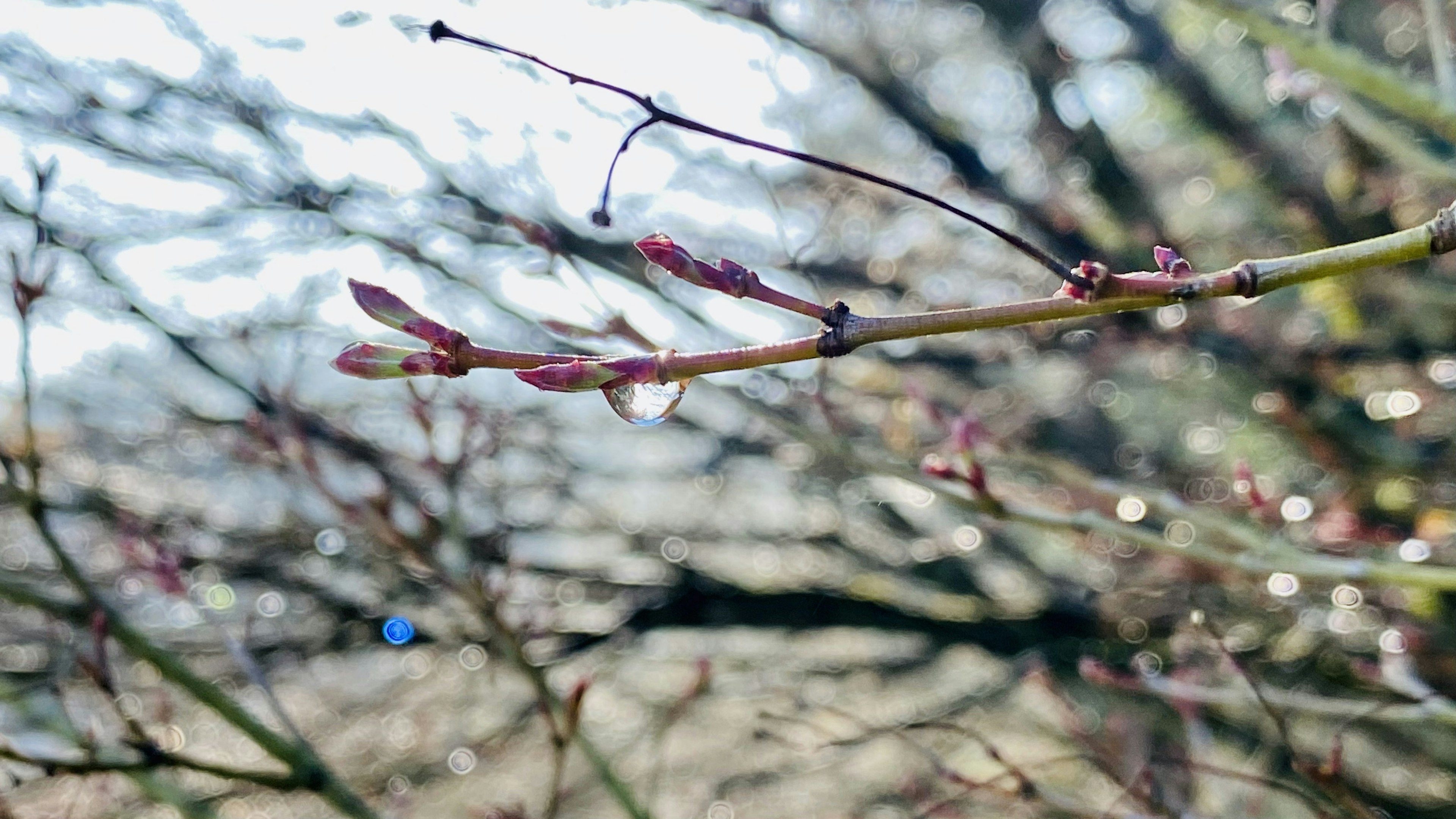 Primo piano di un ramo con gemme di primavera