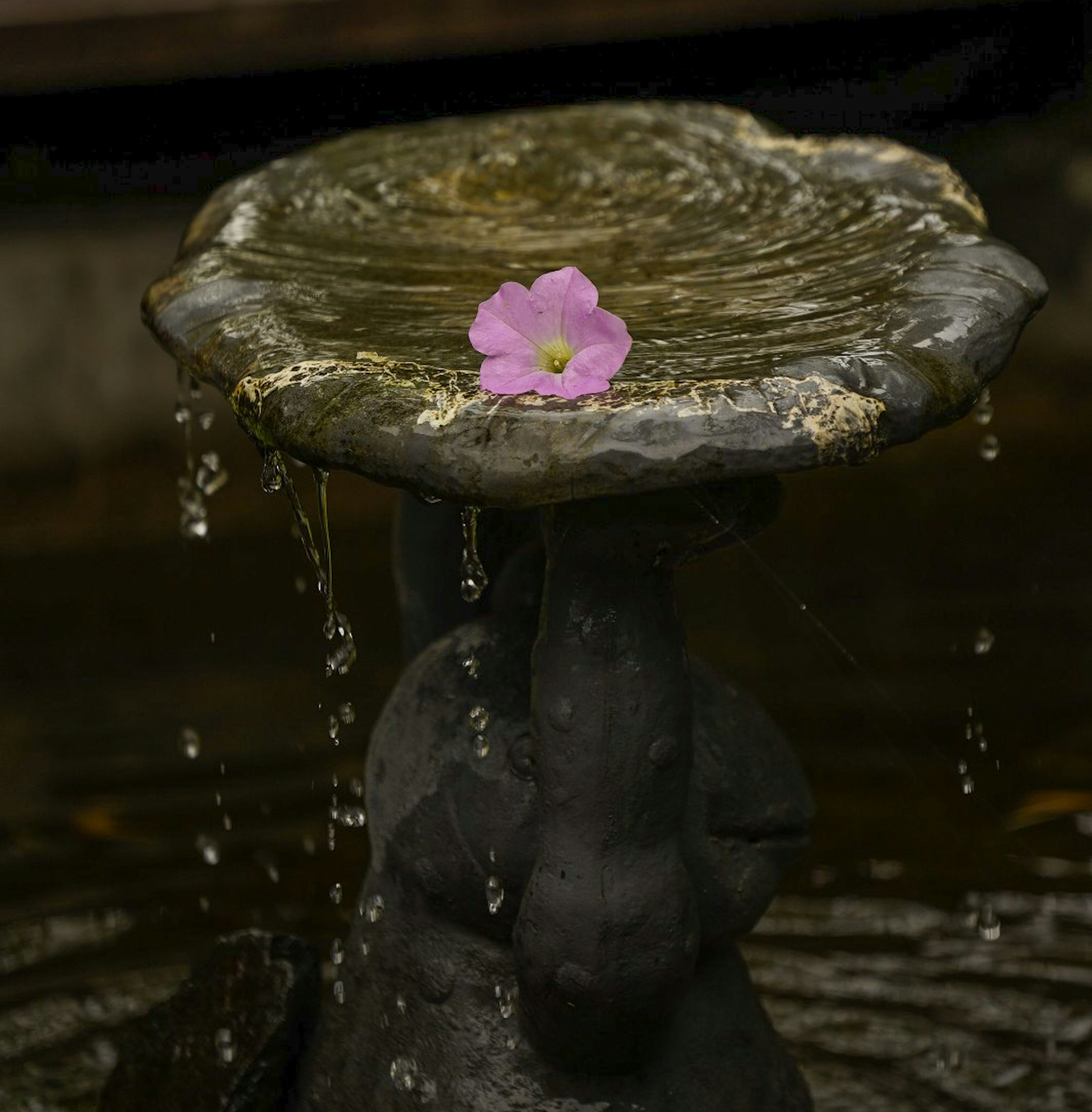 水が滴る石の噴水の上にピンクの花が浮かんでいる