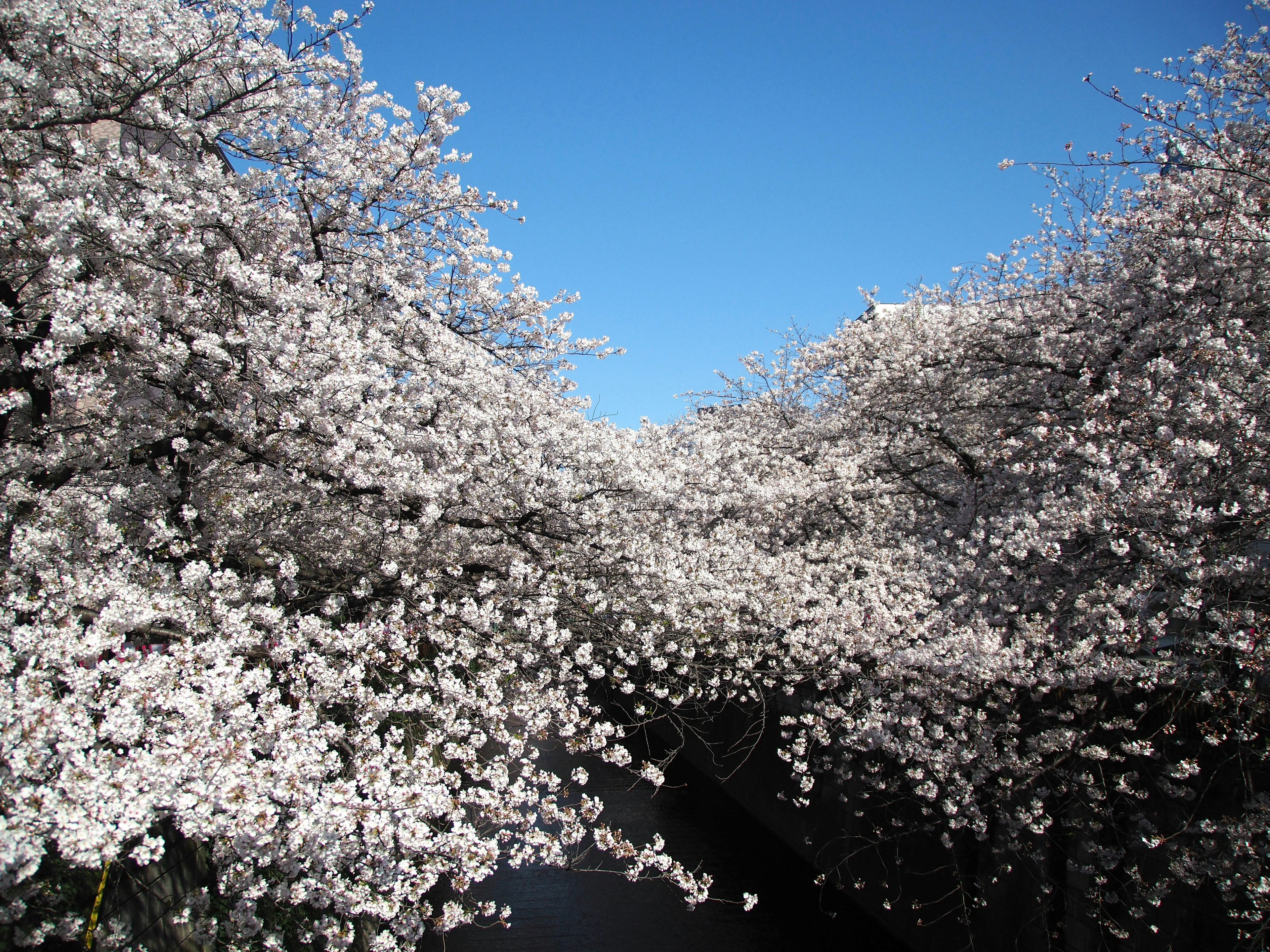 Una hermosa escena de árboles de cerezo en flor bajo un cielo azul