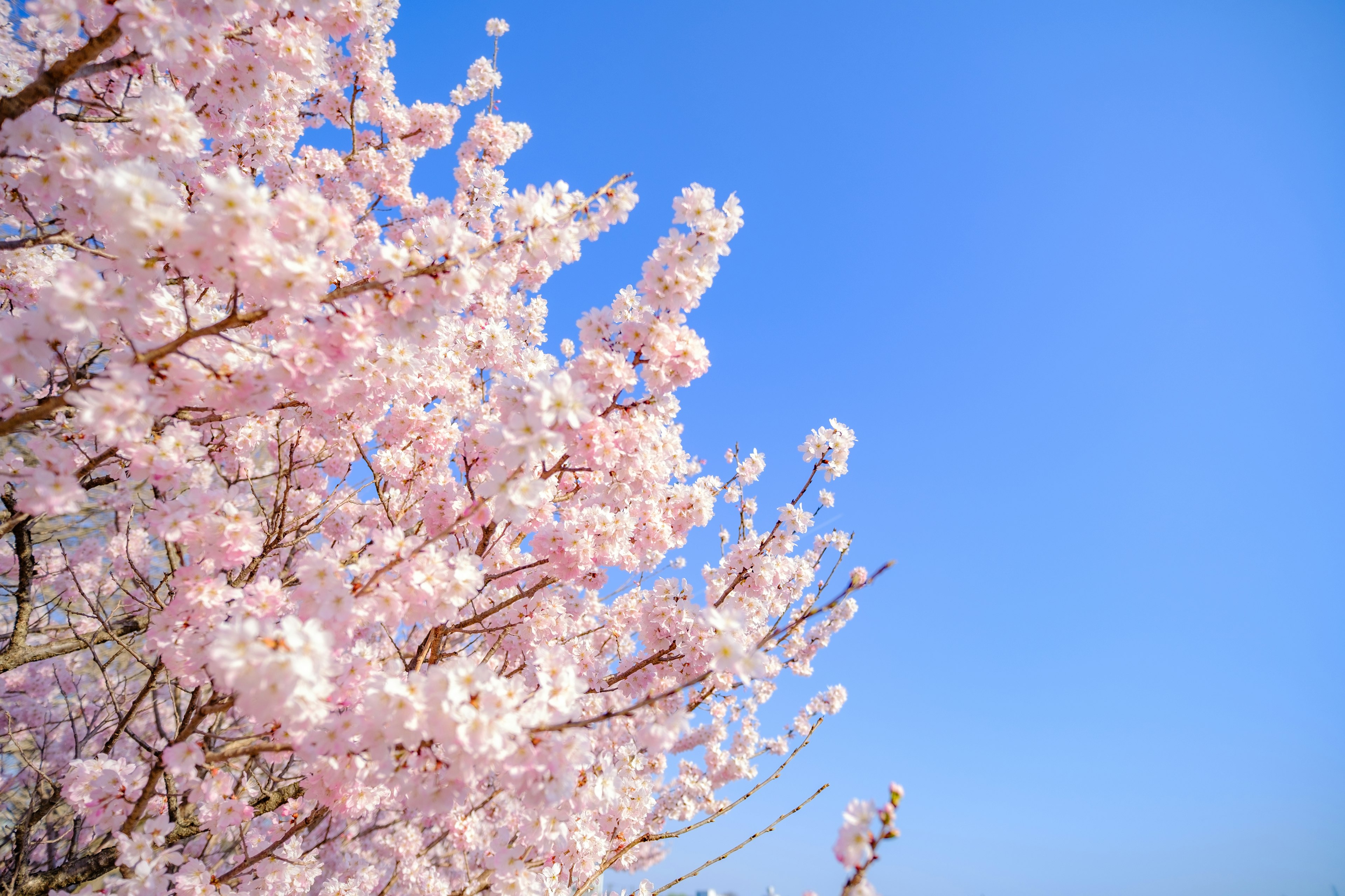 Fiori di ciliegio in piena fioritura contro un cielo blu chiaro