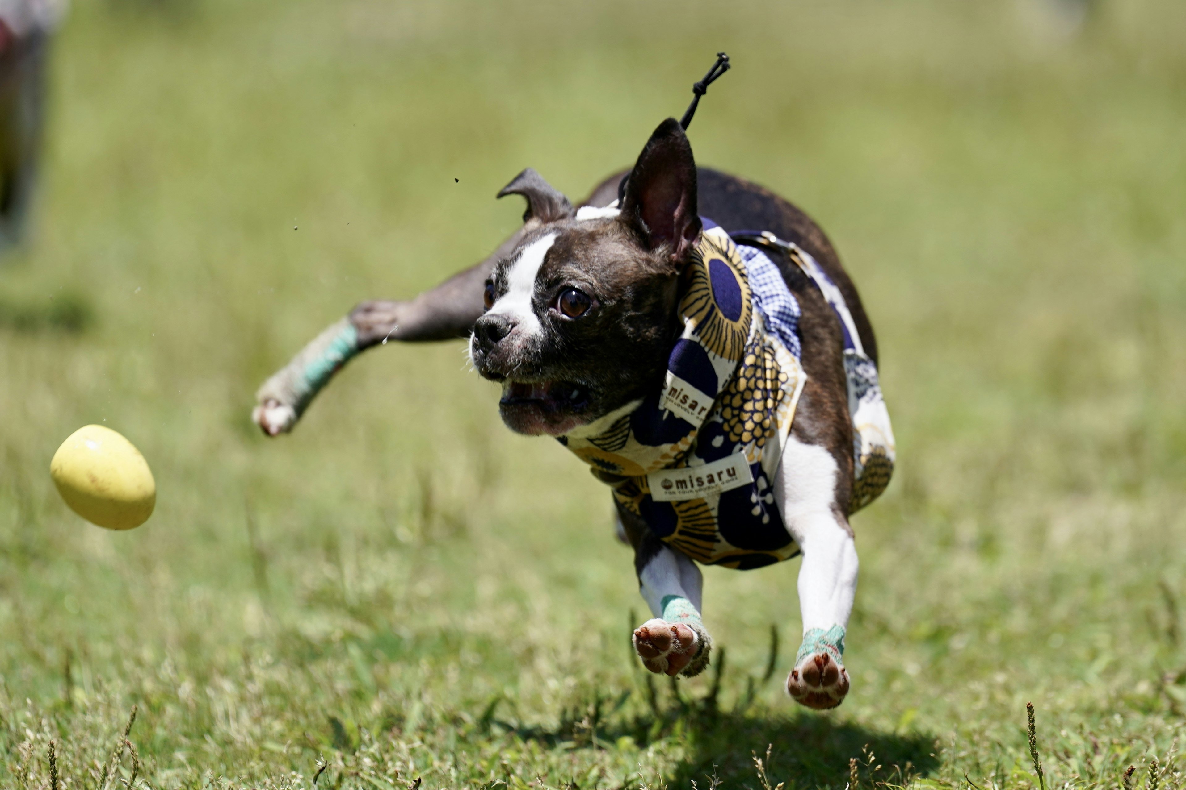 A dog running towards a yellow ball on a green field