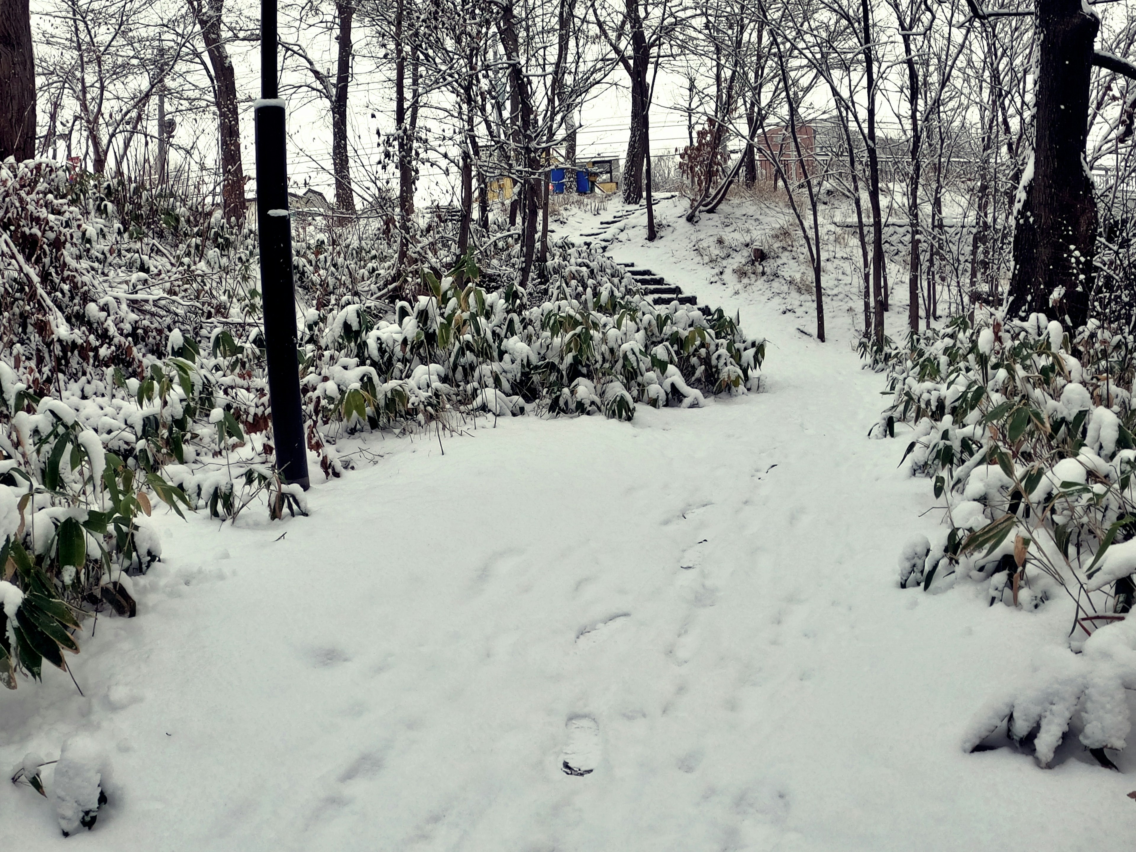 Schneebedeckter Weg umgeben von Bäumen und Sträuchern