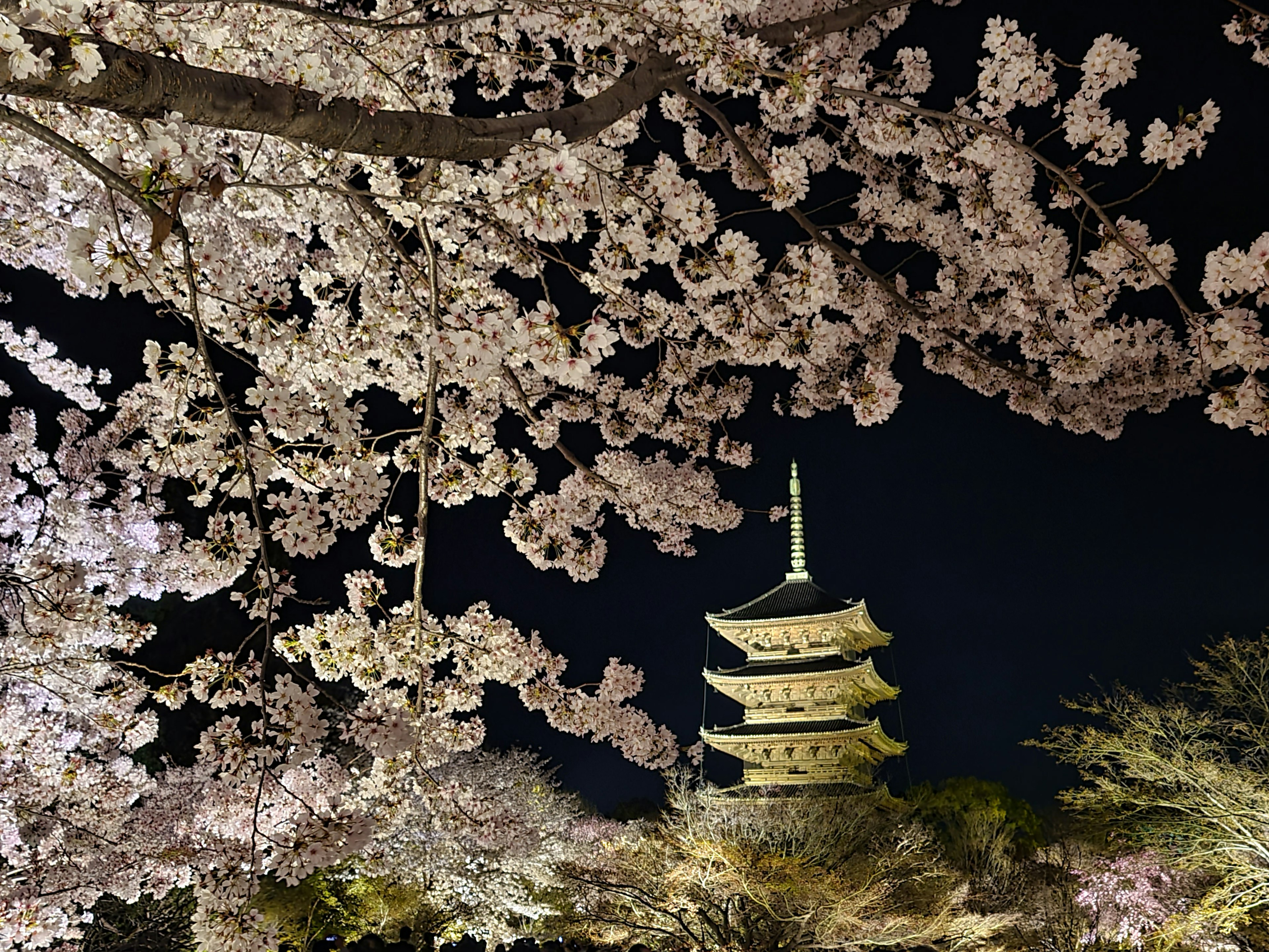 Pemandangan malam pagoda yang dibingkai oleh pohon sakura