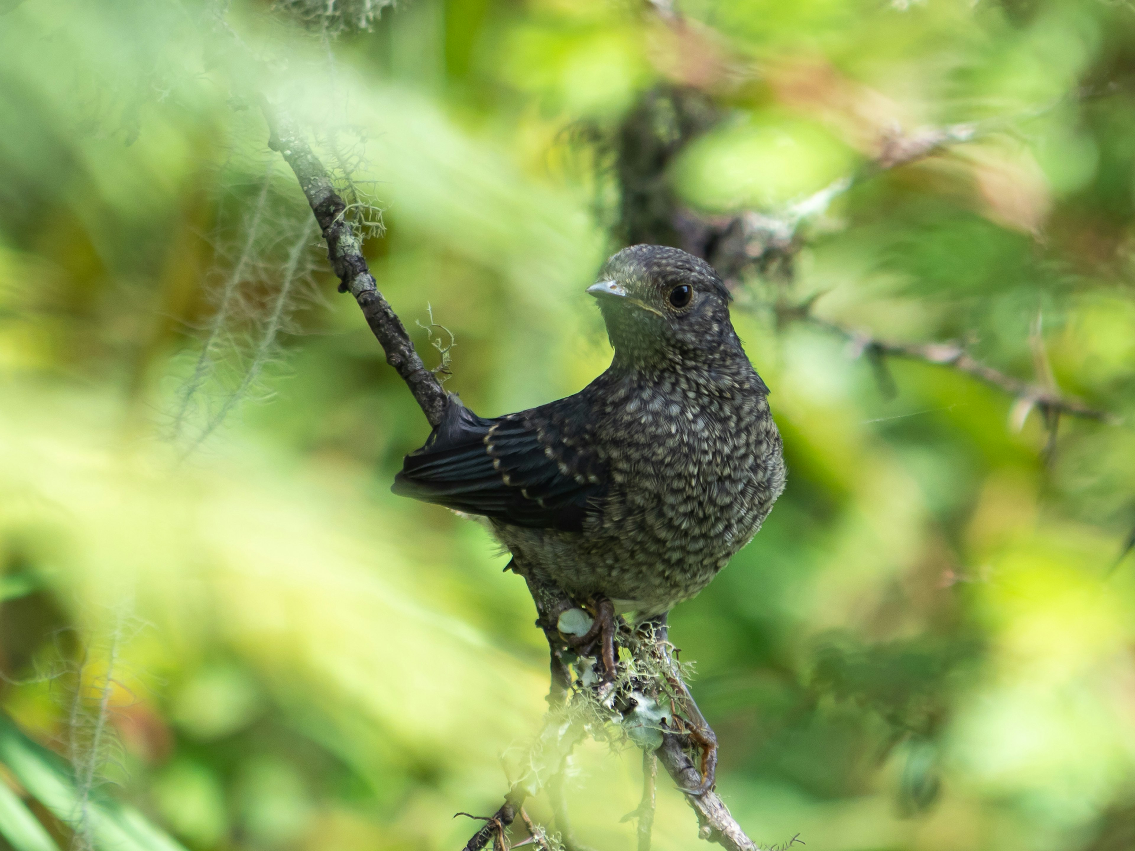 Un petit oiseau perché sur une branche avec un fond vert L'oiseau a des plumes grises et une queue noire