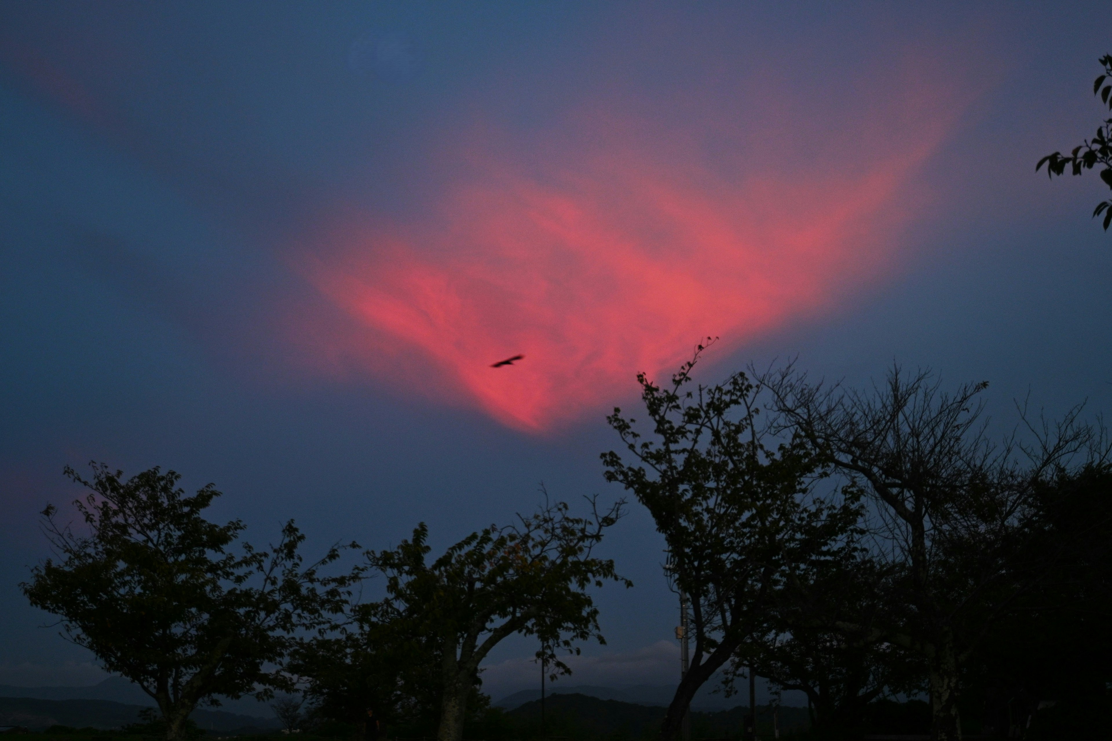 Sky illuminated by a sunset with silhouetted trees