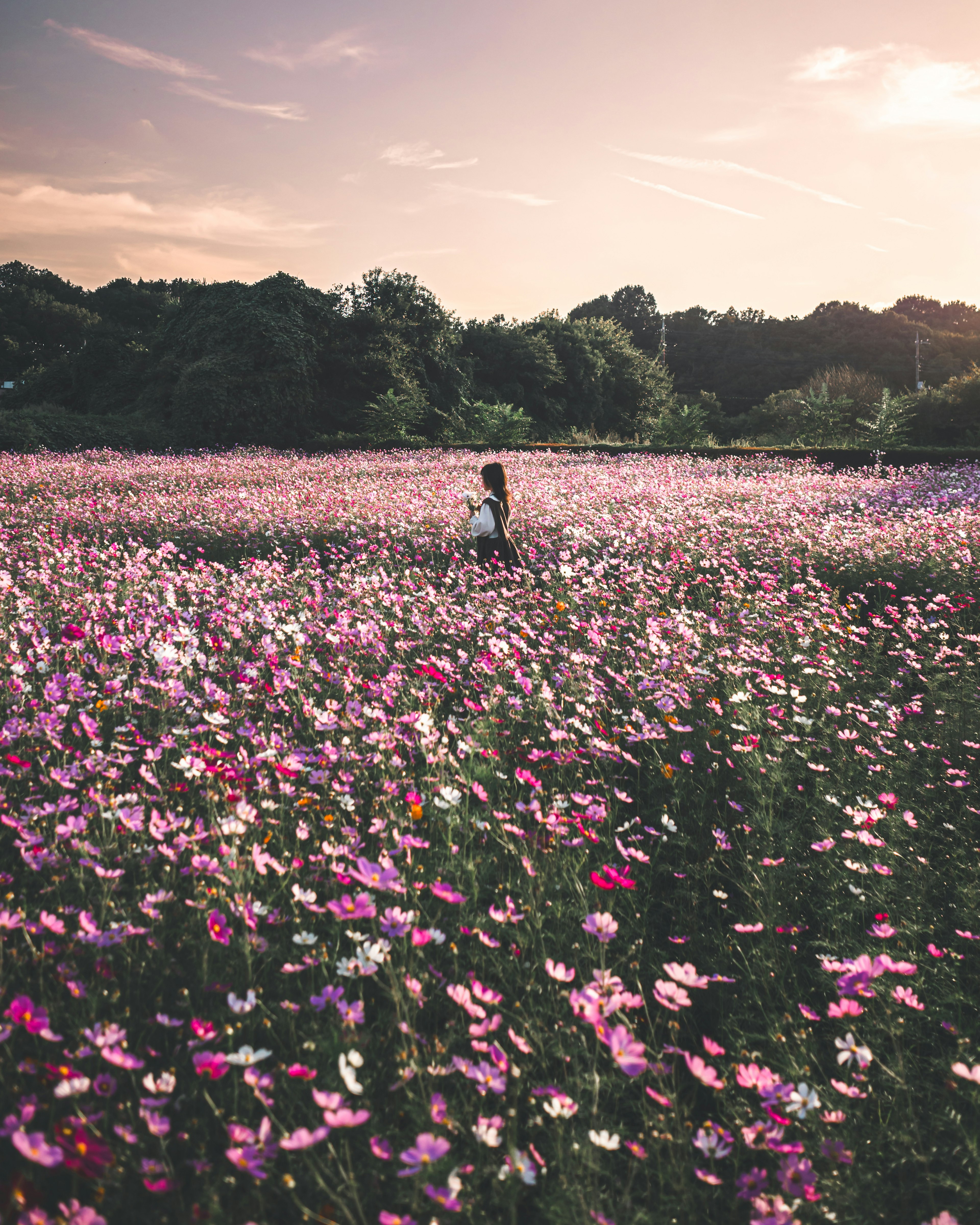 ผู้หญิงคนหนึ่งเดินอยู่ในทุ่งดอกไม้ที่สวยงาม ดอกโคสมอสสีม่วงสดใสเบloomอยู่ใต้ท้องฟ้าสีพาสเทล