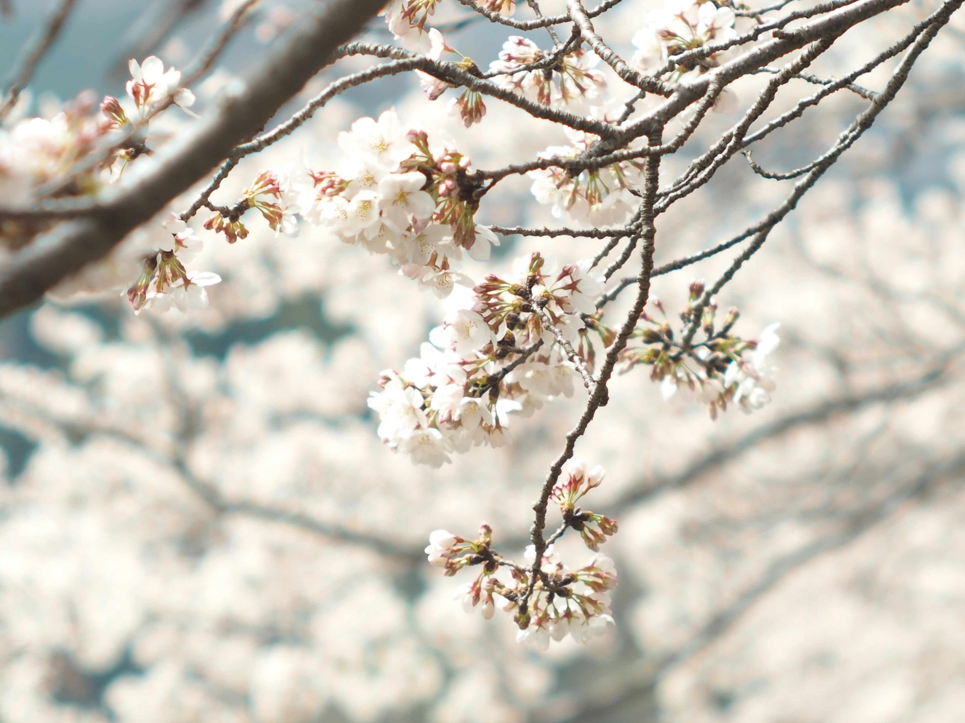 Nahaufnahme von Kirschbaumzweigen mit zarten weißen Blüten vor einem sanften Hintergrund