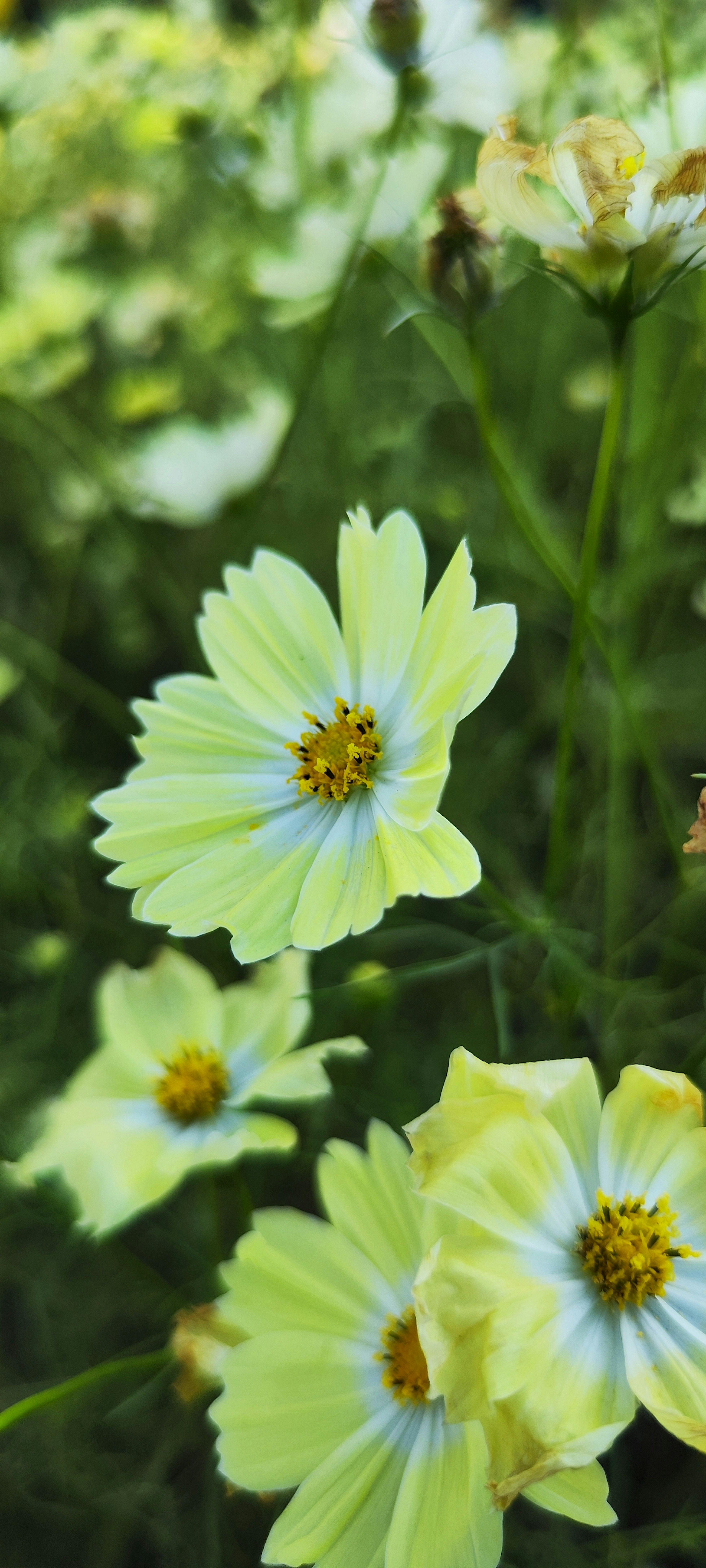 淡黃色的宇宙花，藍色花瓣在花園中綻放