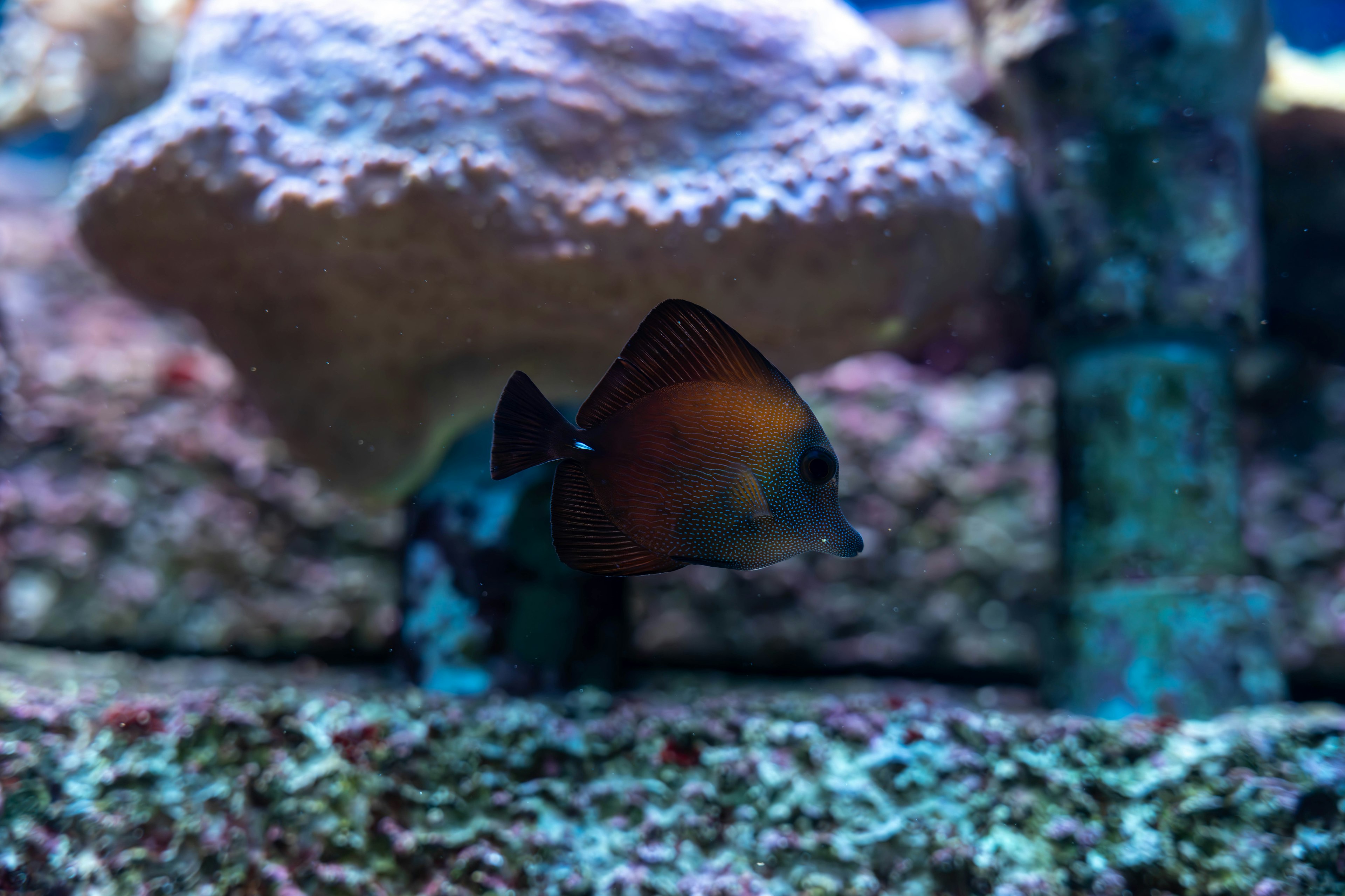 Eine wunderschöne Aquarien-Szene mit einem Fisch und einem Korallen-Hintergrund