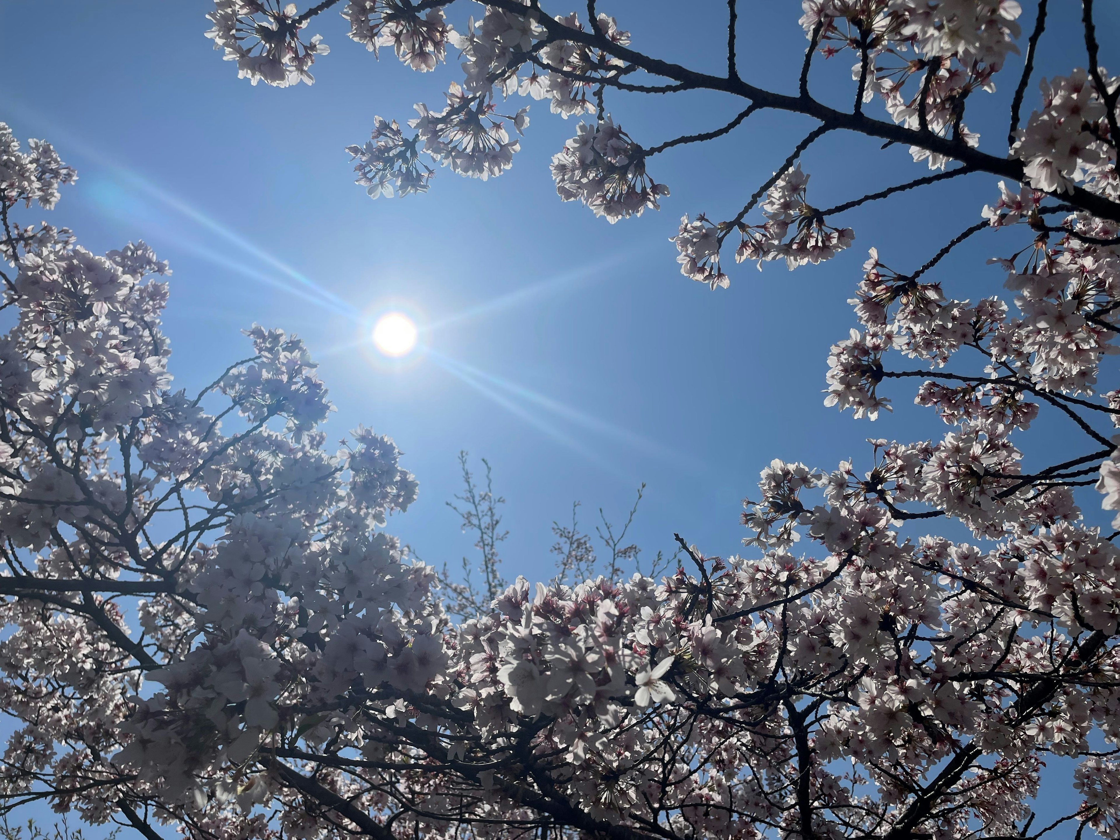 Cherry blossoms blooming against a clear blue sky with sunlight