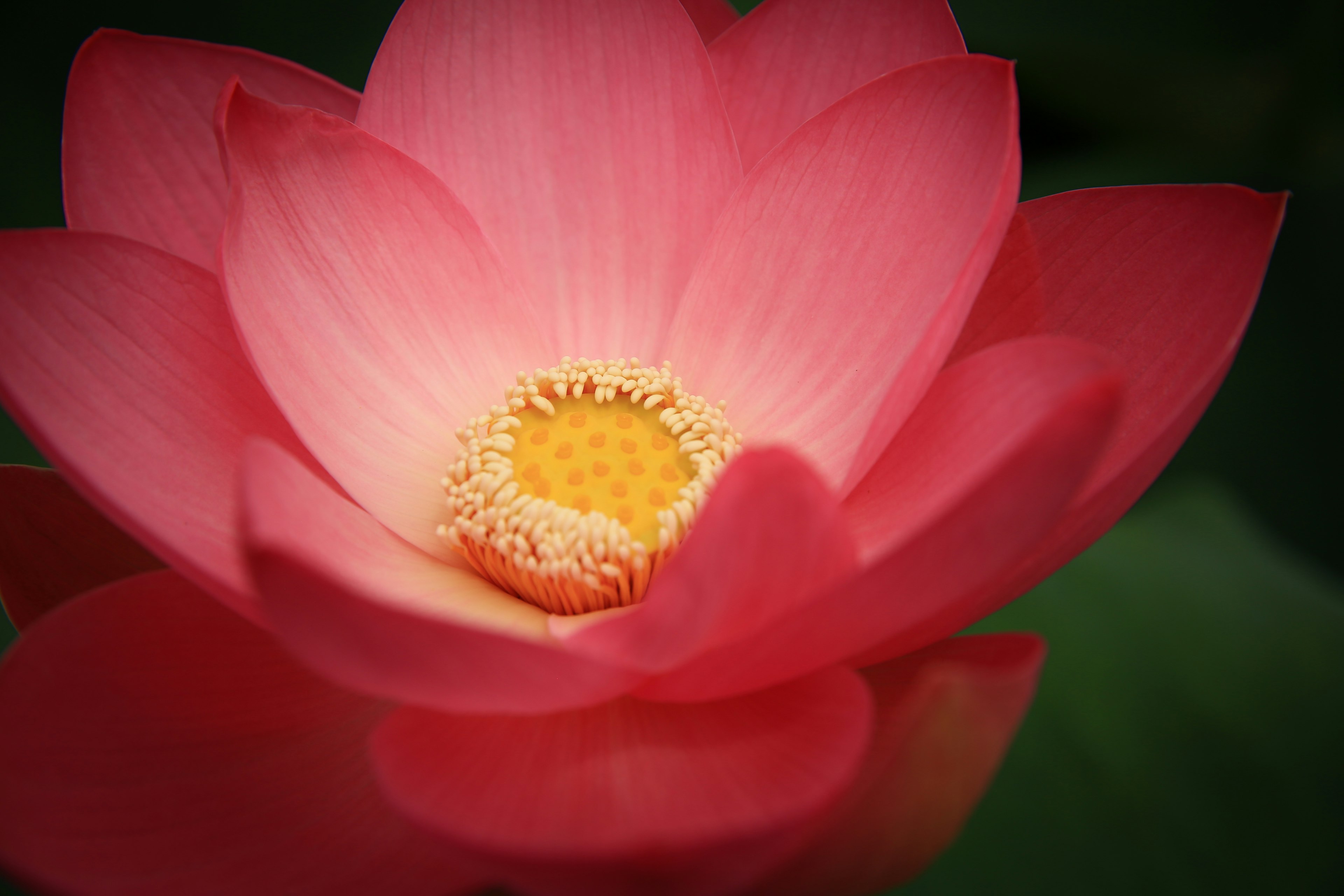 Gros plan d'une belle fleur de lotus rose avec un centre jaune vif