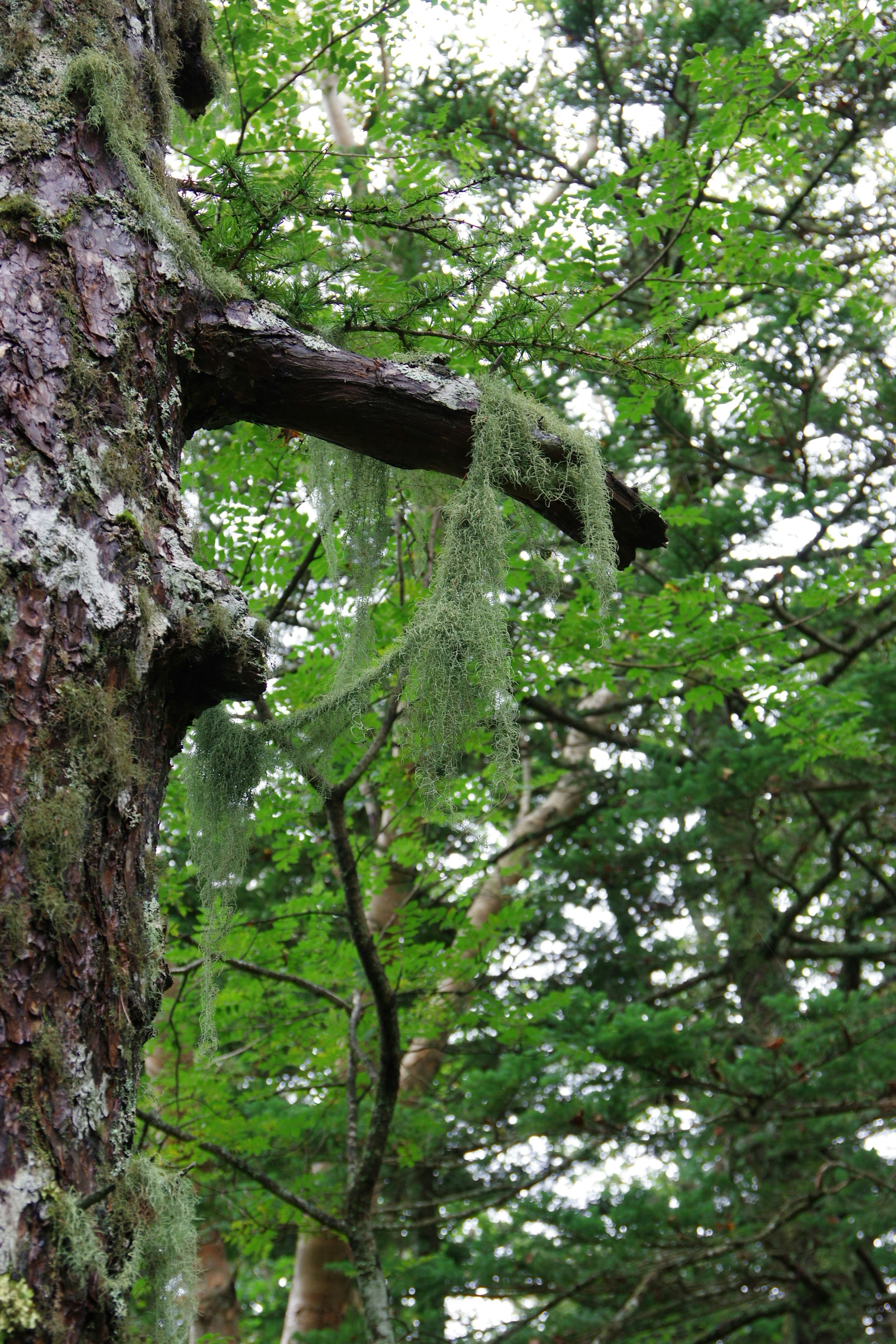 苔蘚懸掛在綠意盎然的森林中的樹枝上