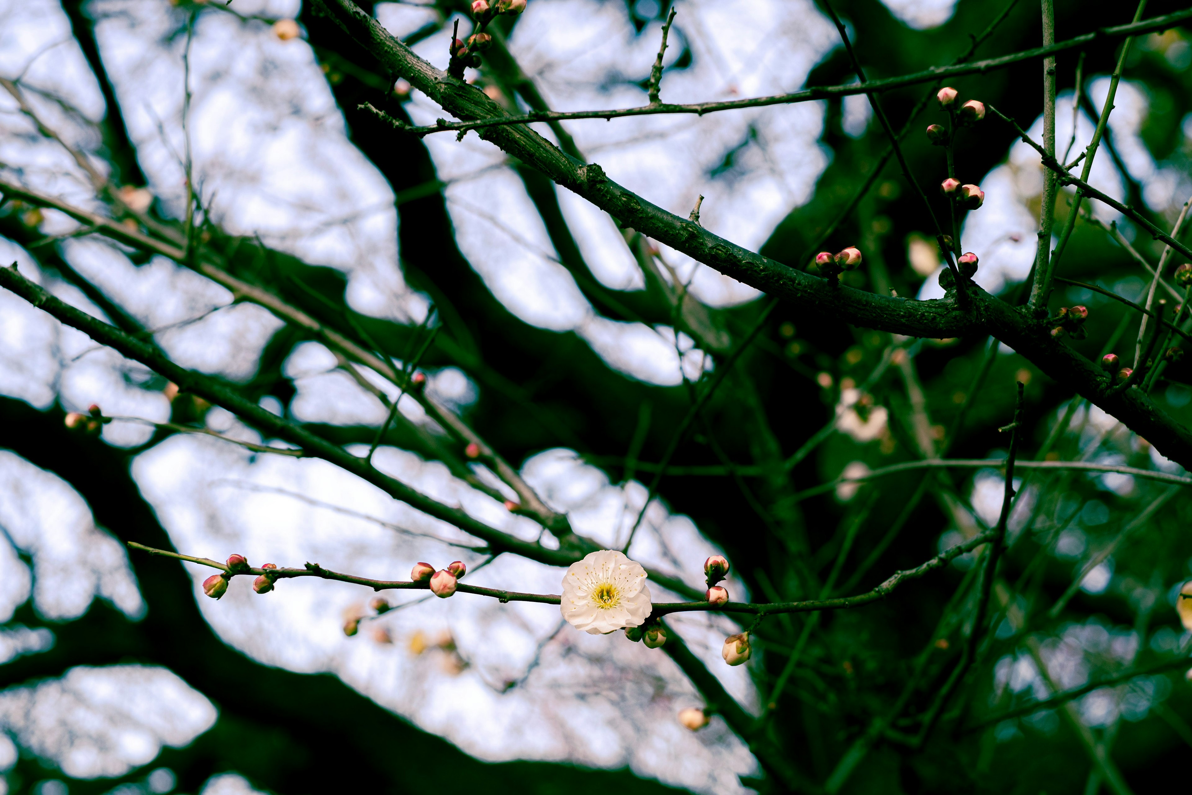 Image of a winter tree with green branches and a white flower