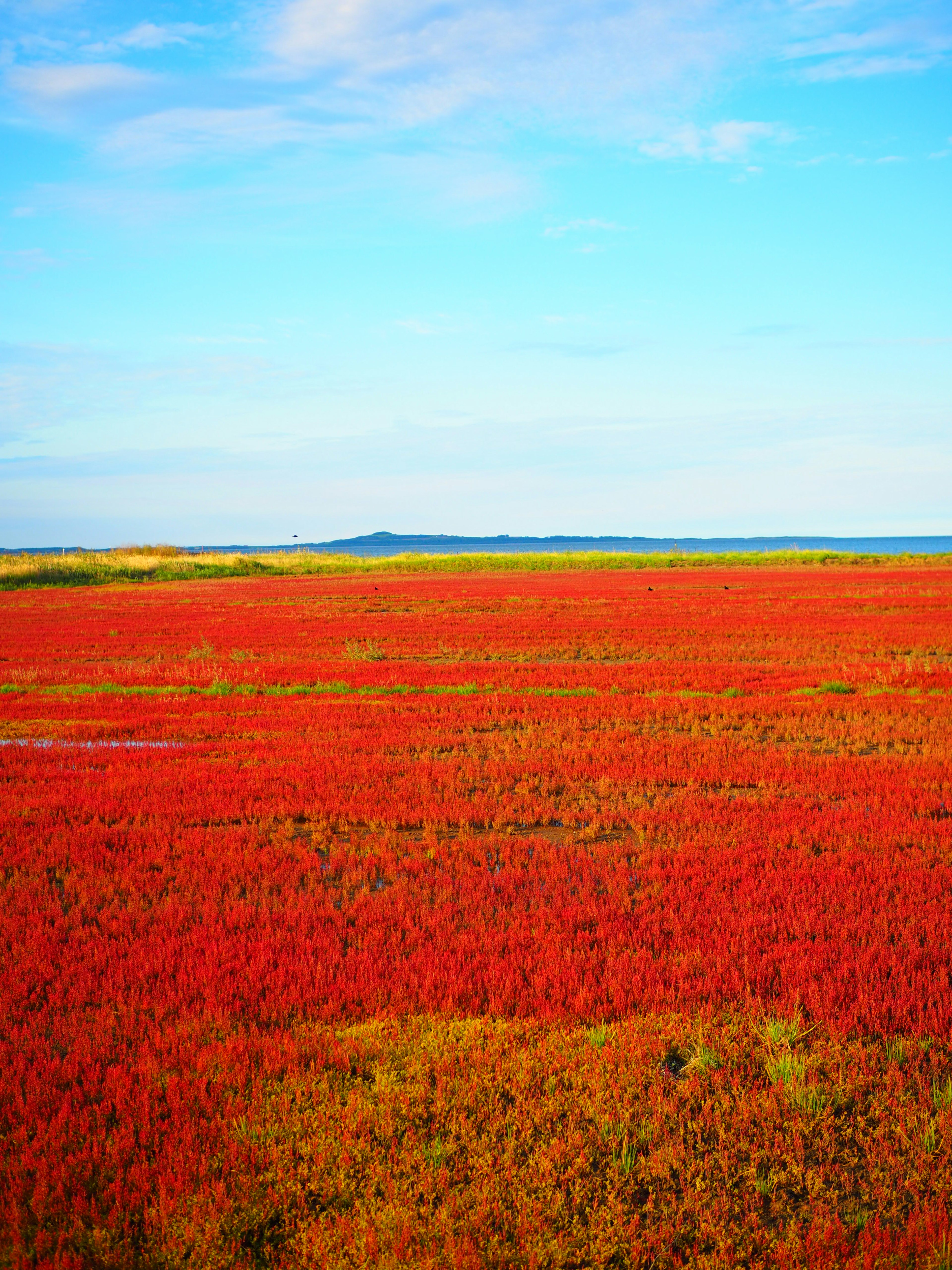 Vibrant red grassland under a blue sky