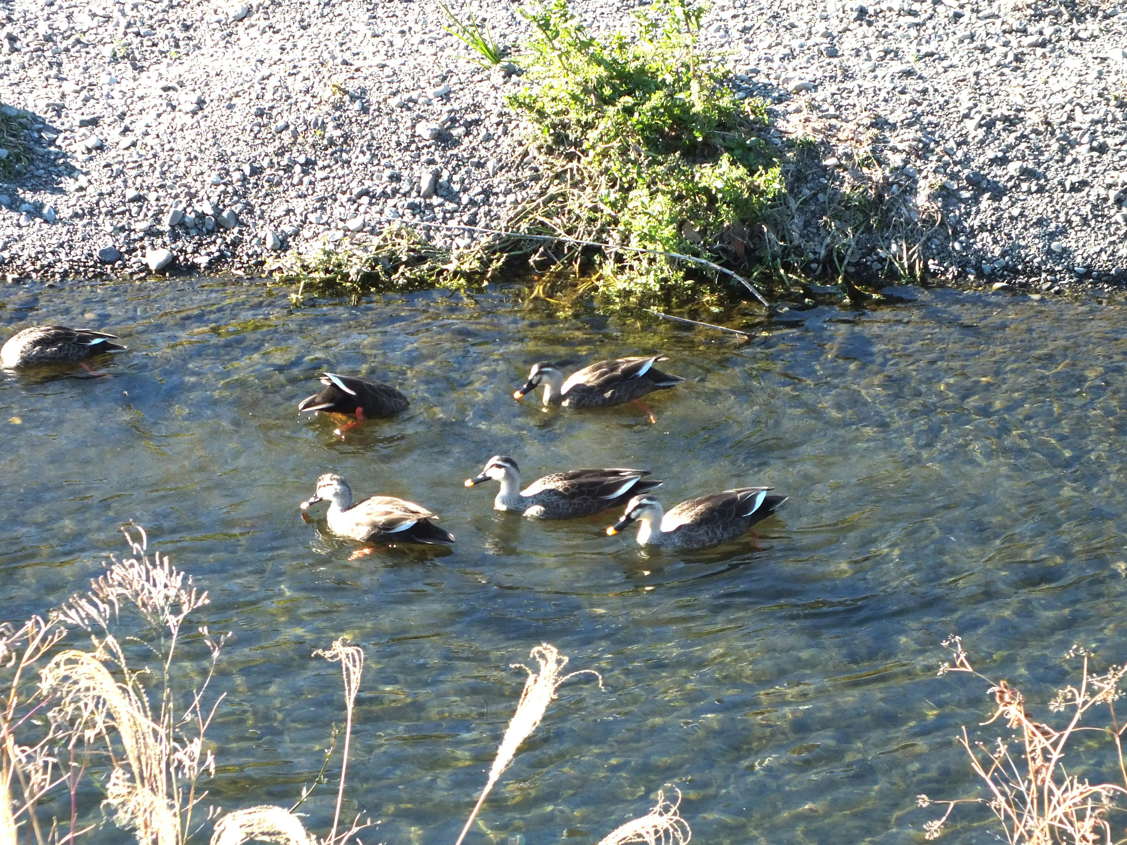 Enten schwimmen in einem klaren Bach, umgeben von Grün