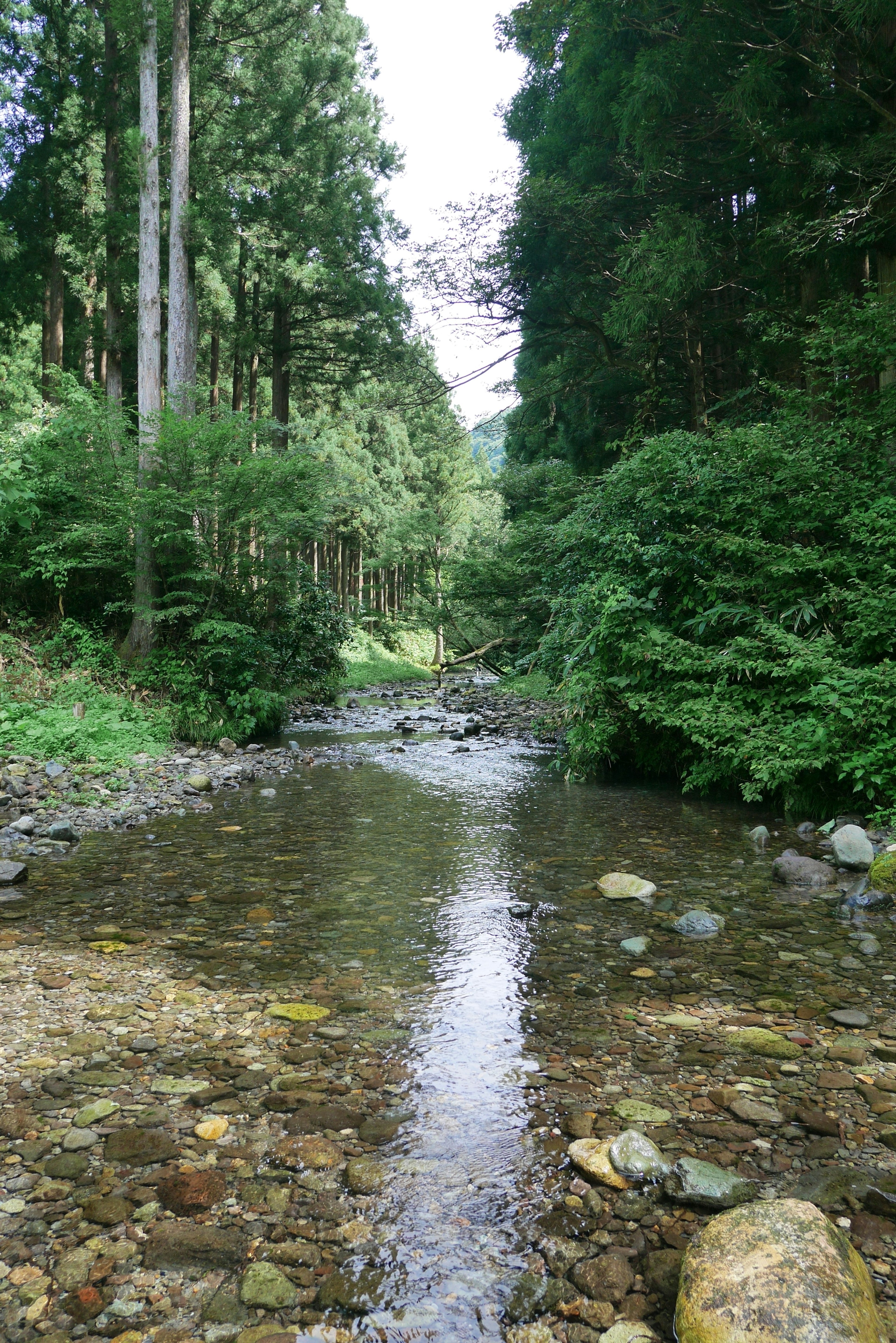 Scenic view of a clear stream surrounded by green trees