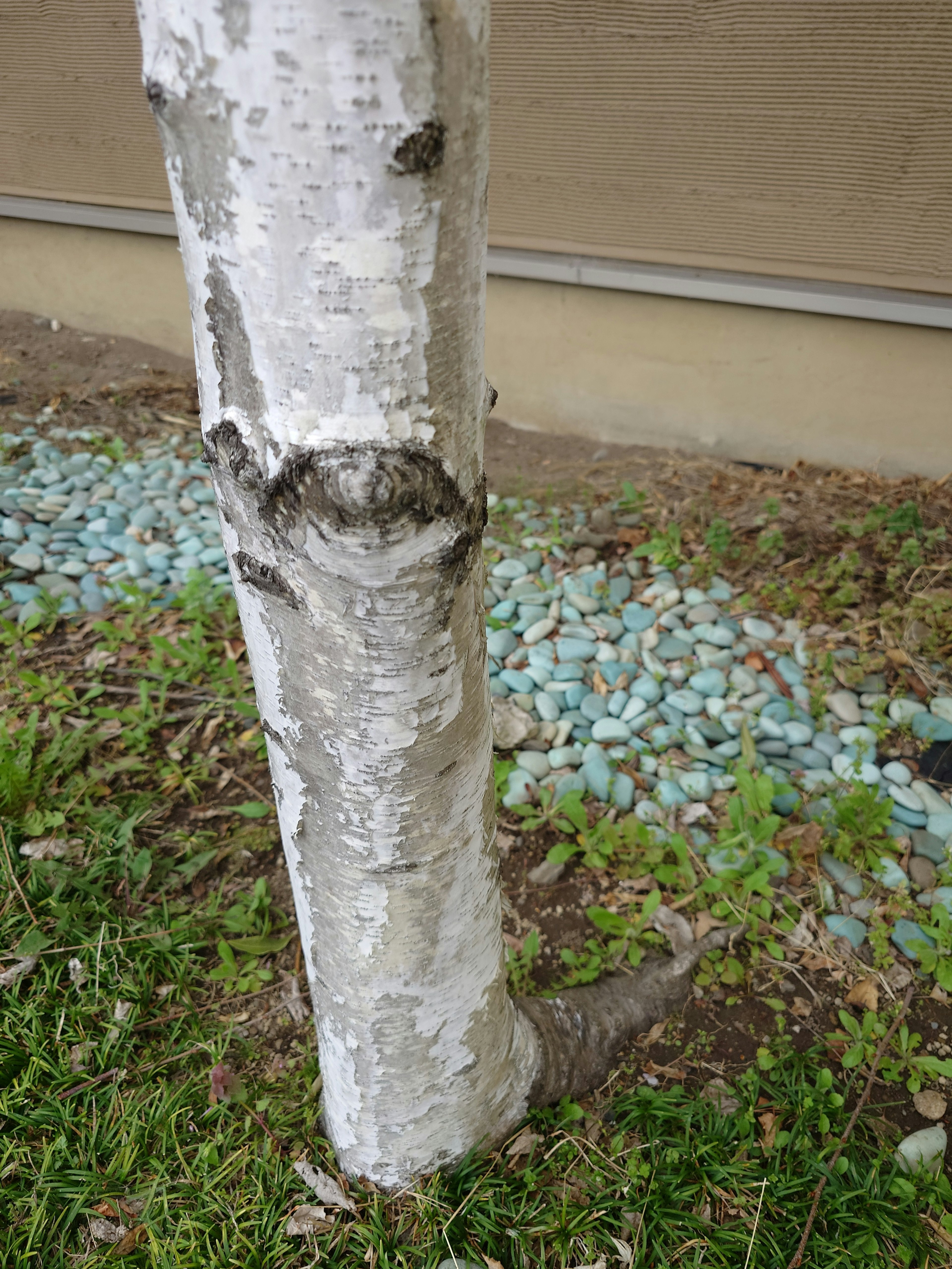 Immagine del tronco di un albero di betulla con una superficie testurizzata e ciottoli sullo sfondo