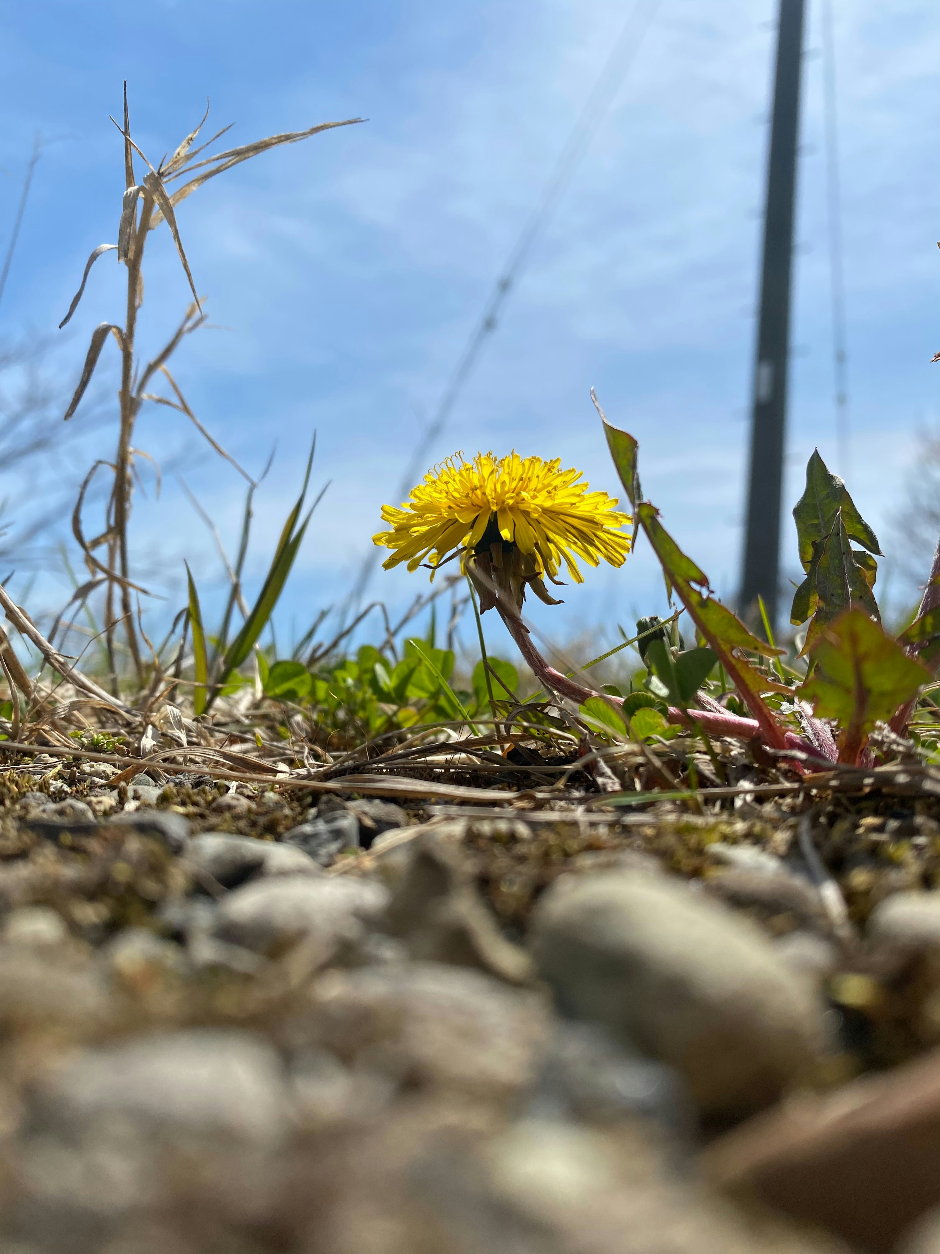 A close-up of a yellow dandelion blooming near the ground