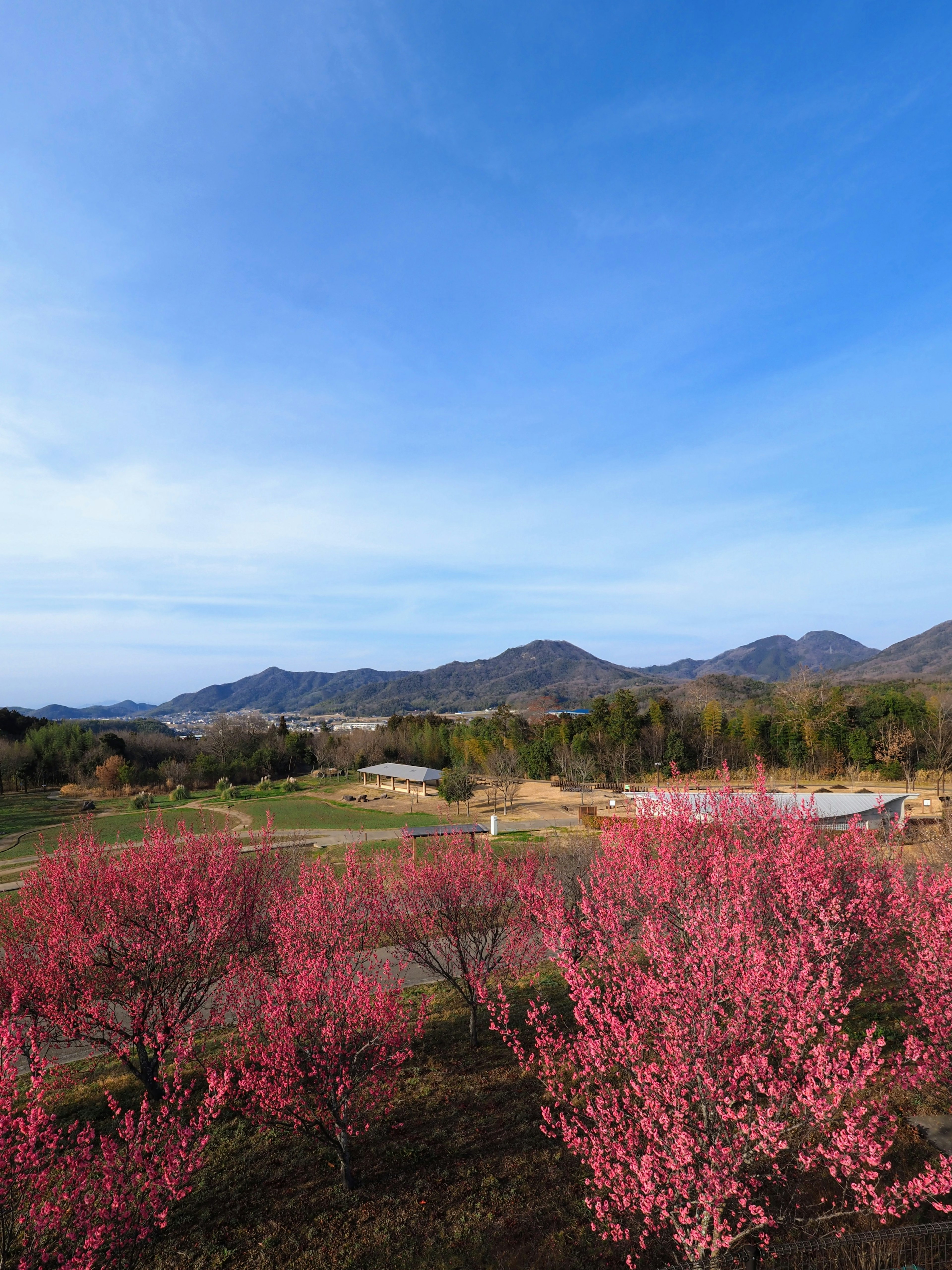 Landscape with blooming peach trees under a blue sky