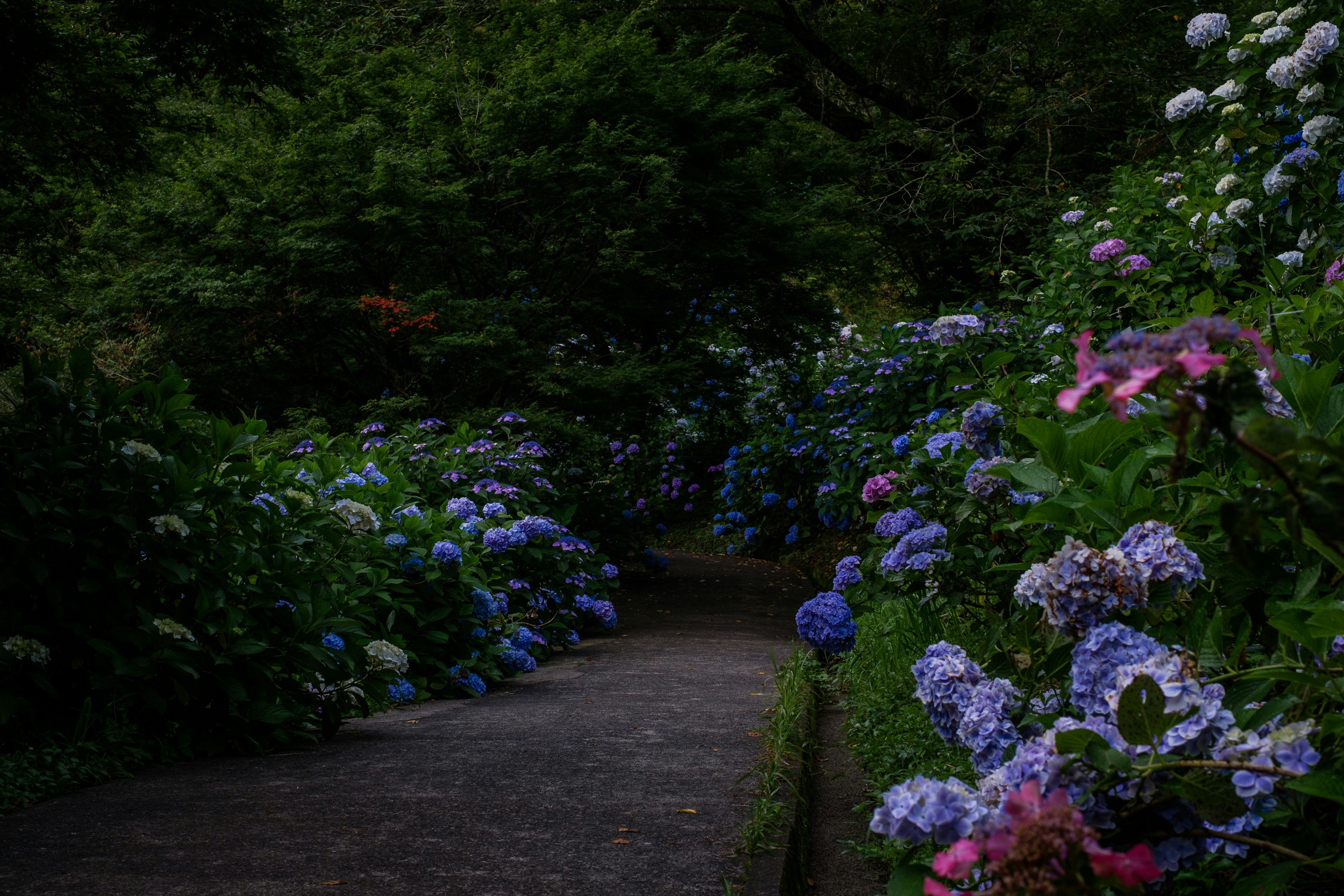 紫陽花の花が咲く小道の風景