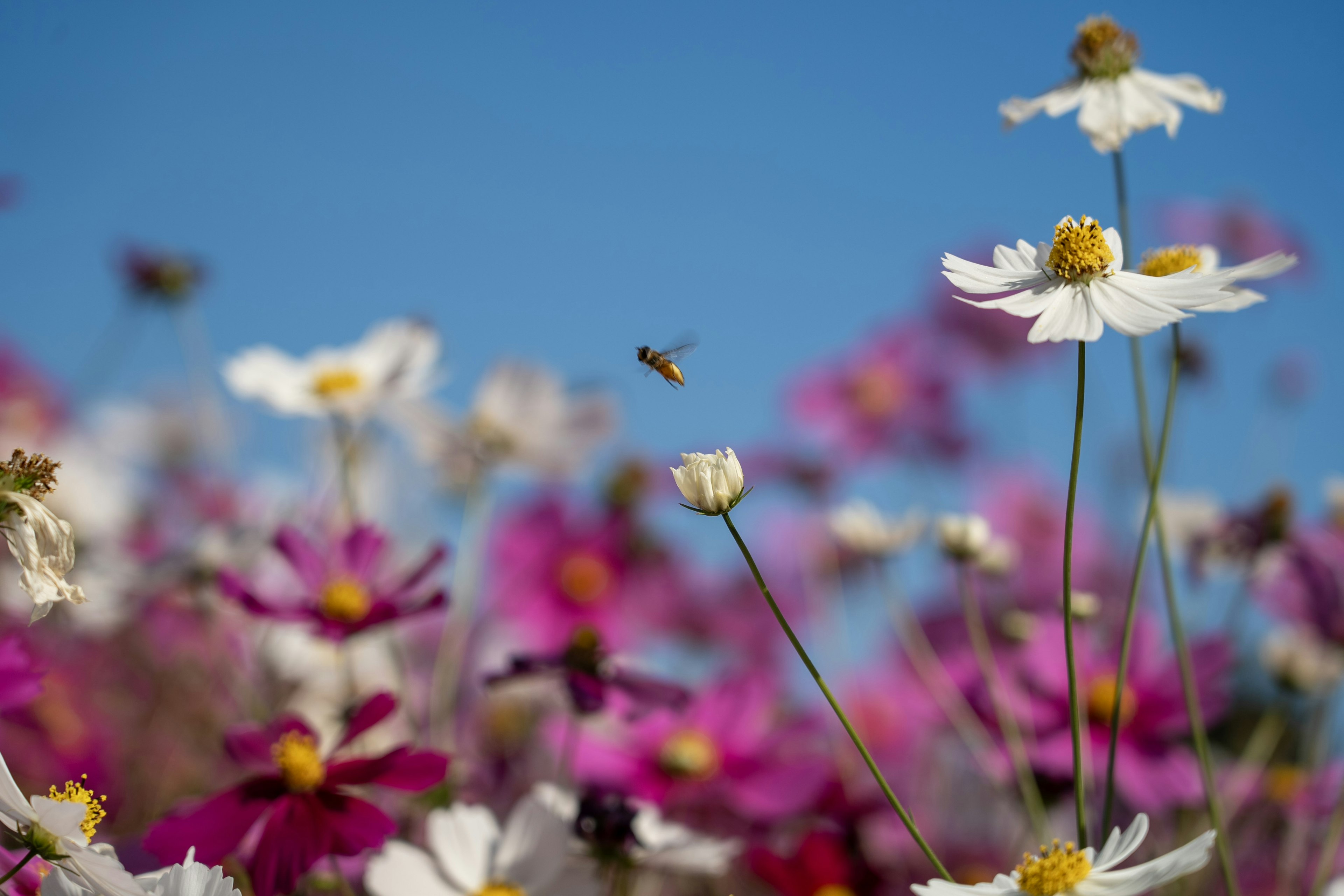 色とりどりの花々と青い空に飛ぶ蜂の画像