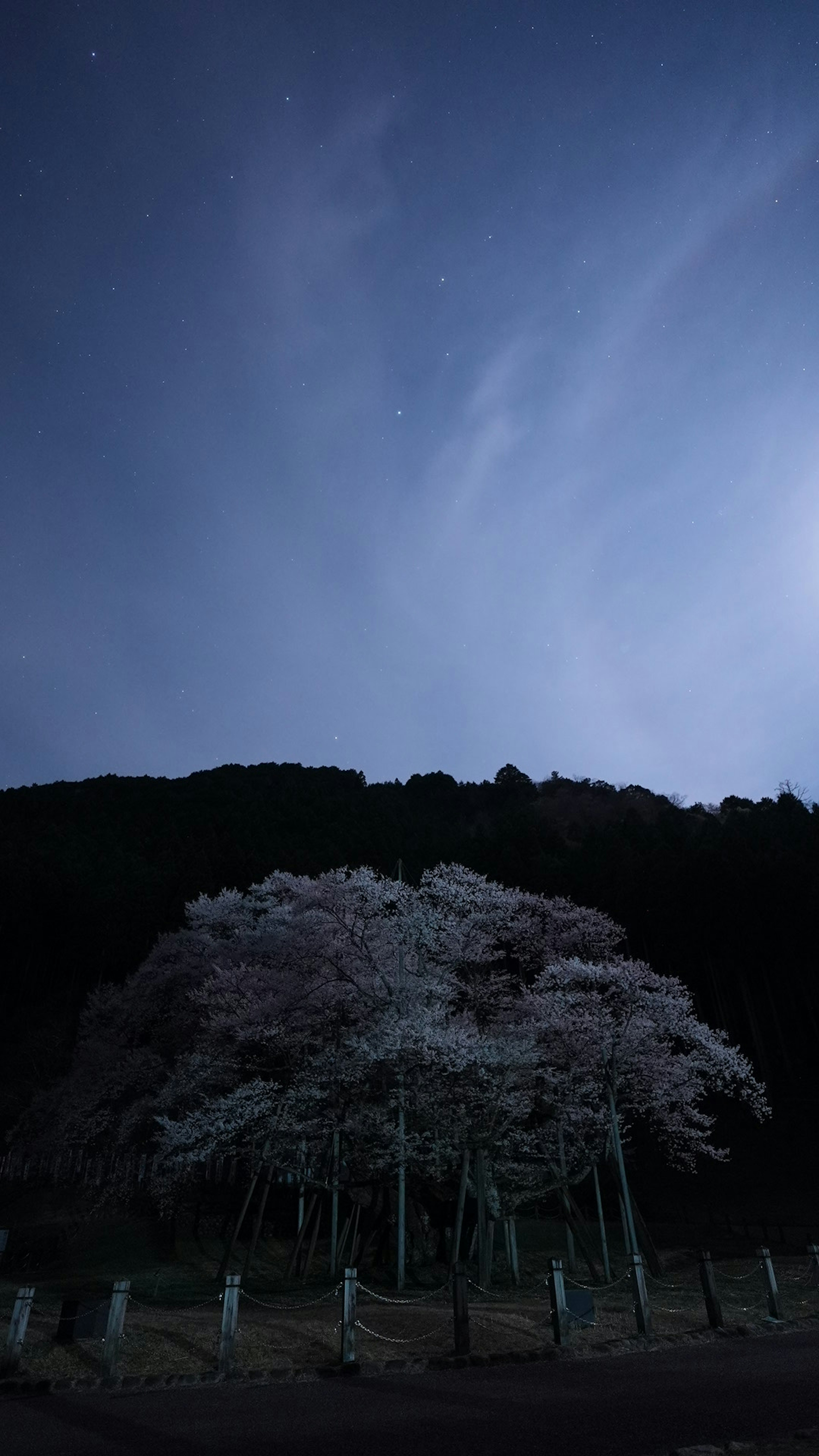 夜空の下に咲く桜の木と山のシルエット