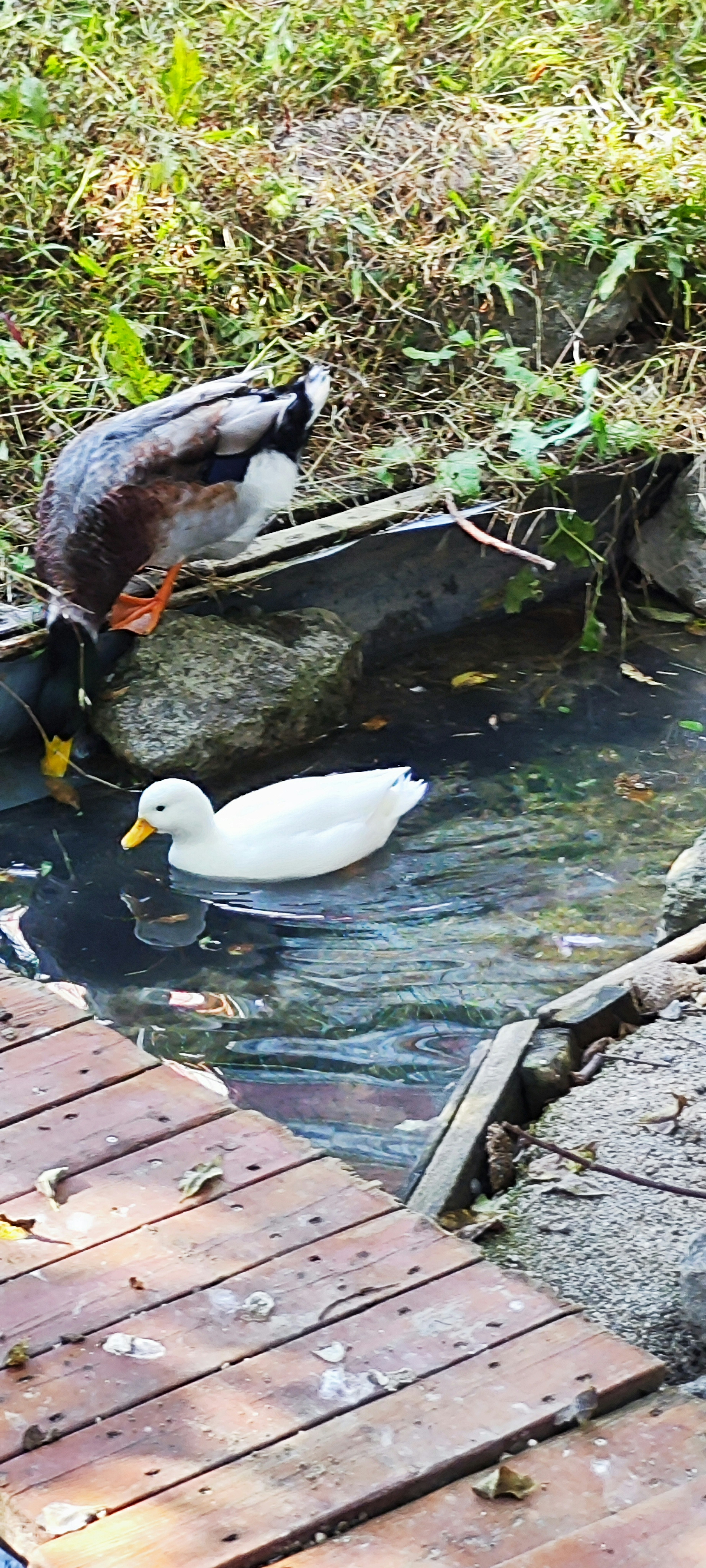 A white duck swimming near a wooden dock with a mallard duck