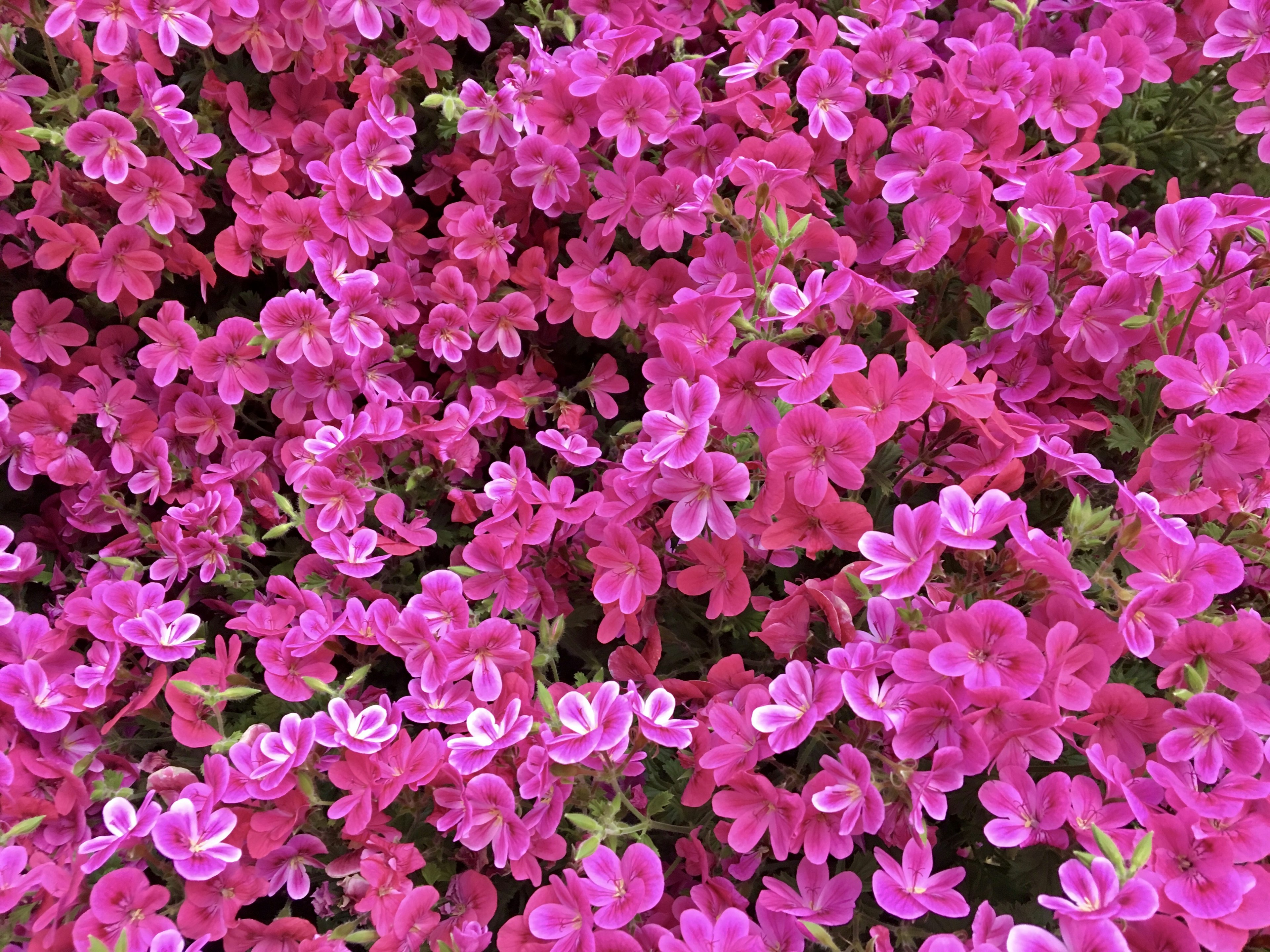 Lebendige rosa Blumen blühen dicht zusammen