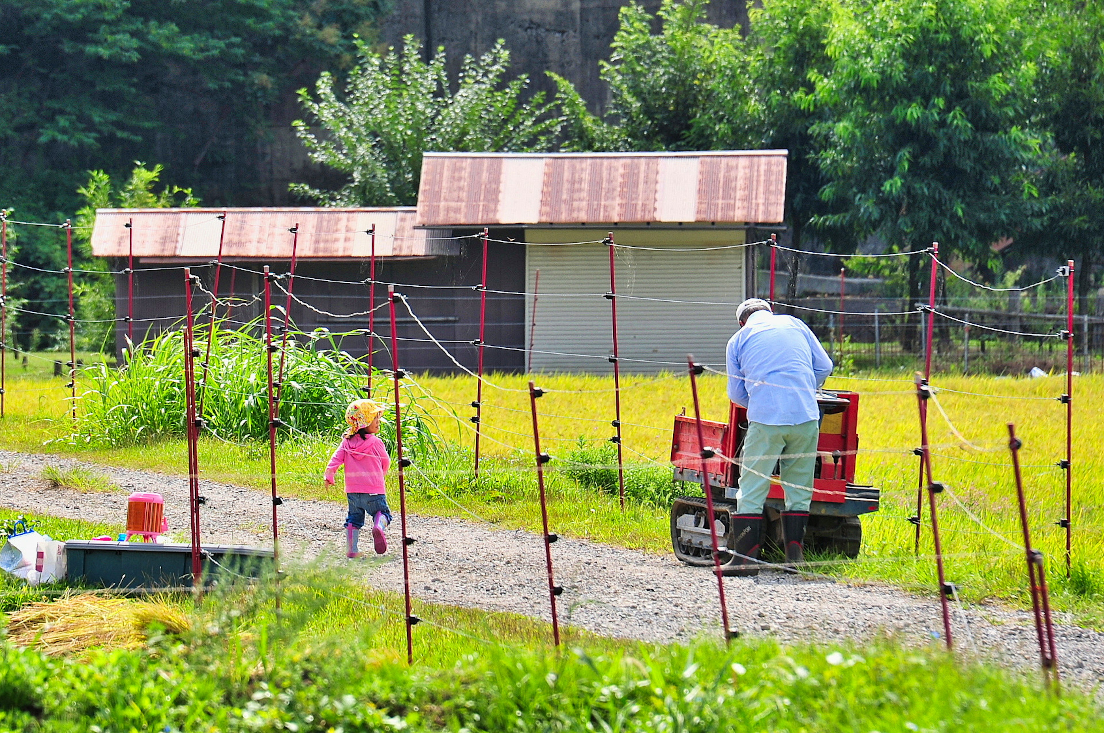 A child and a farmer walking along a rural path in a vibrant green field