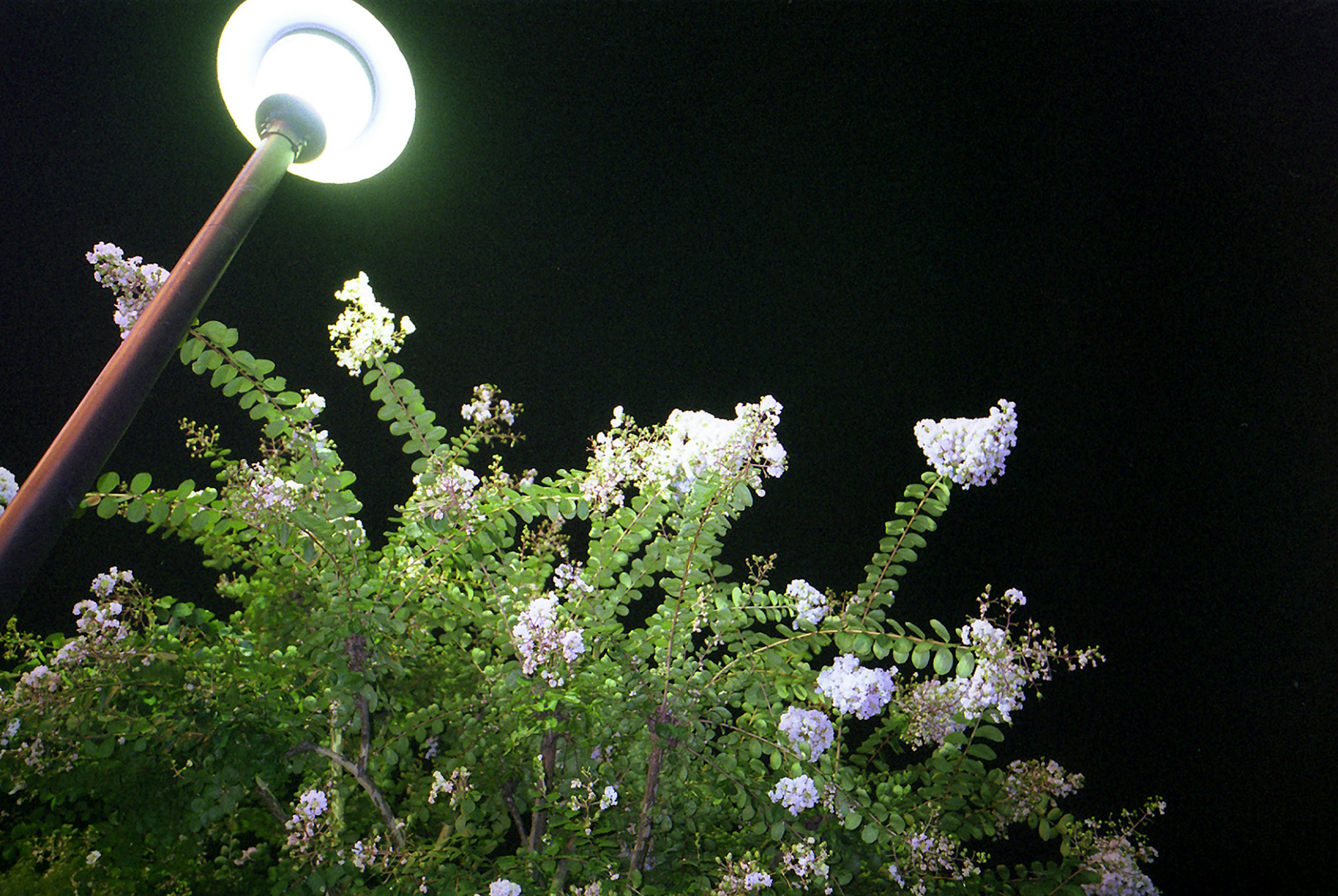 夜の公園で白い花と緑の葉がある街灯の下の風景