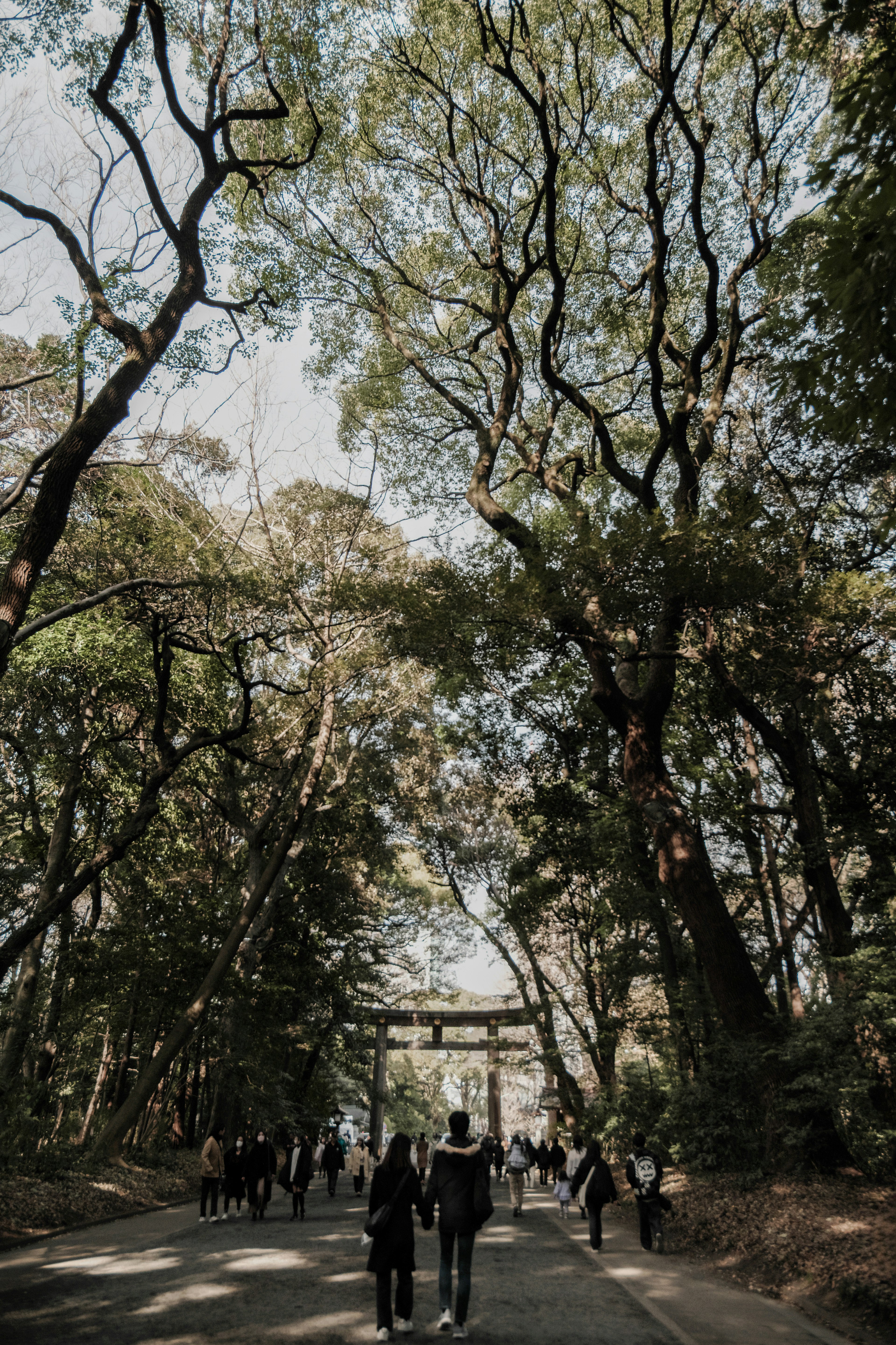 People walking under tall trees towards a torii gate