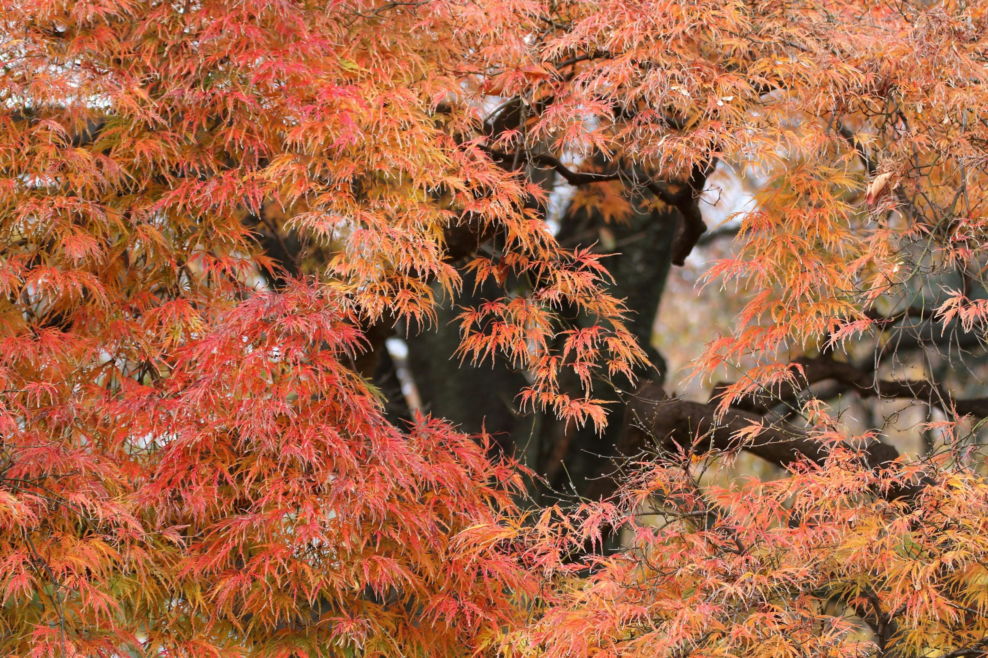 Foliase maple yang indah di musim gugur