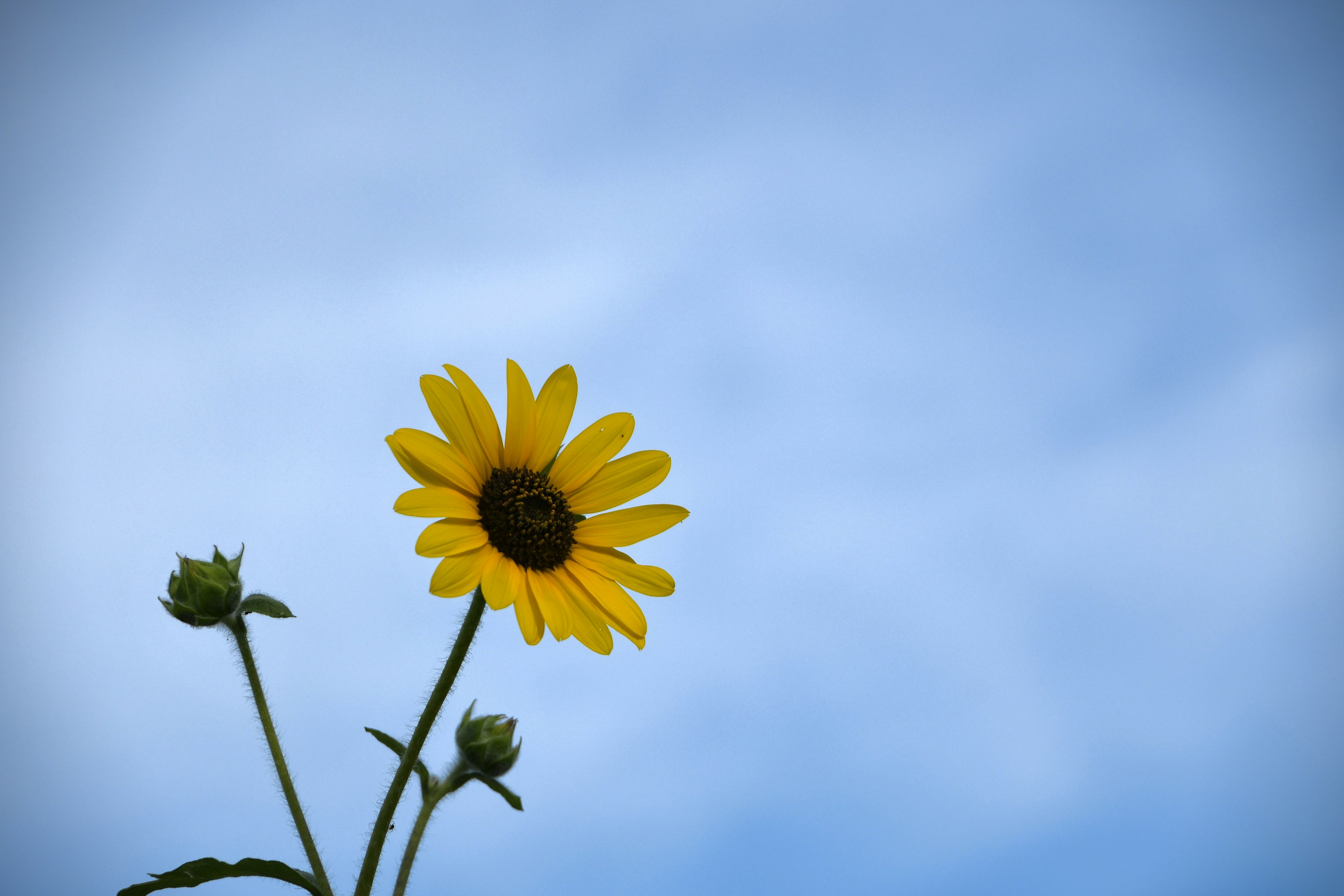 Yellow sunflower with buds against a blue sky