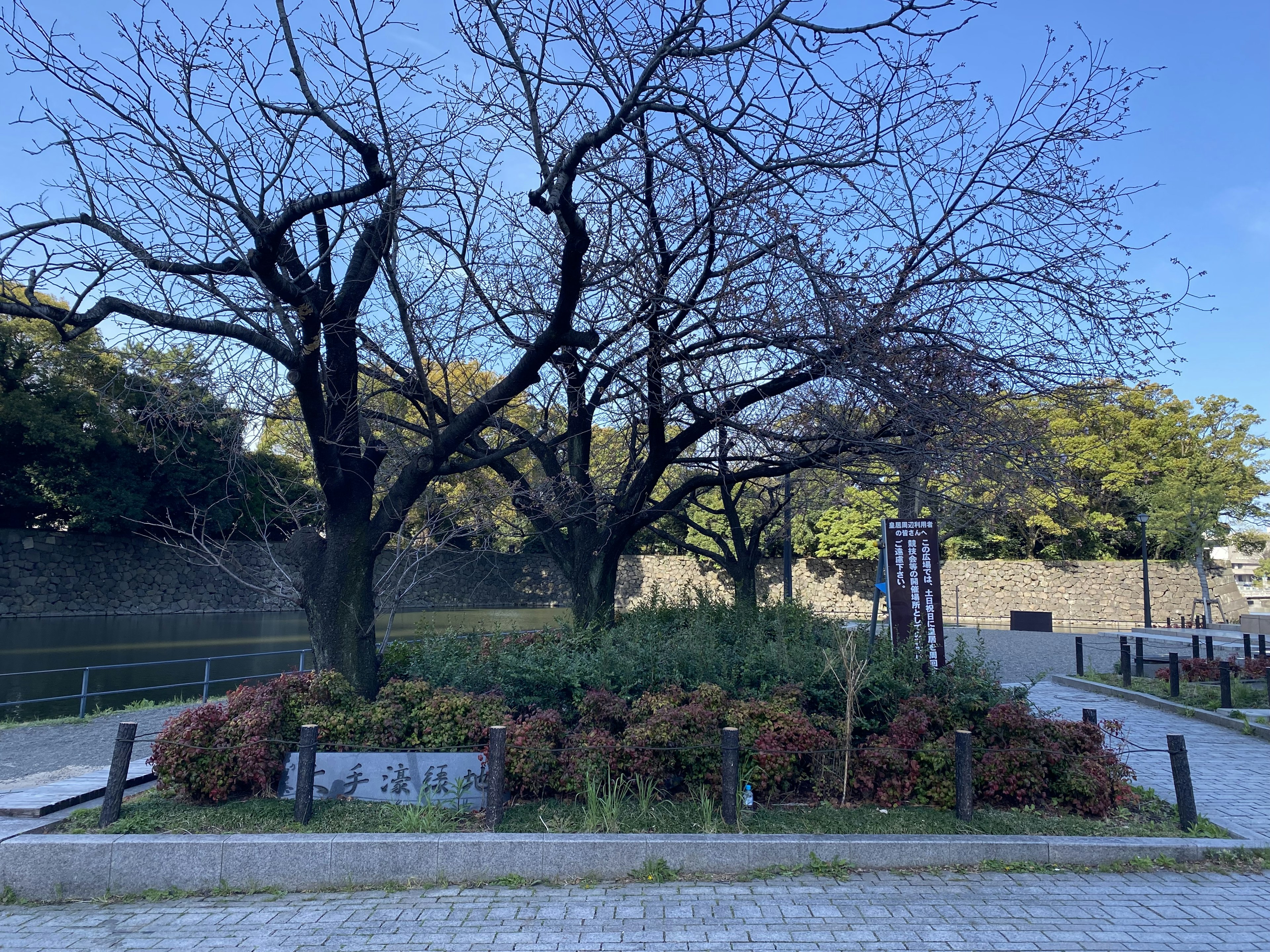 空の青い背景に広がる冬の木々と緑の植栽