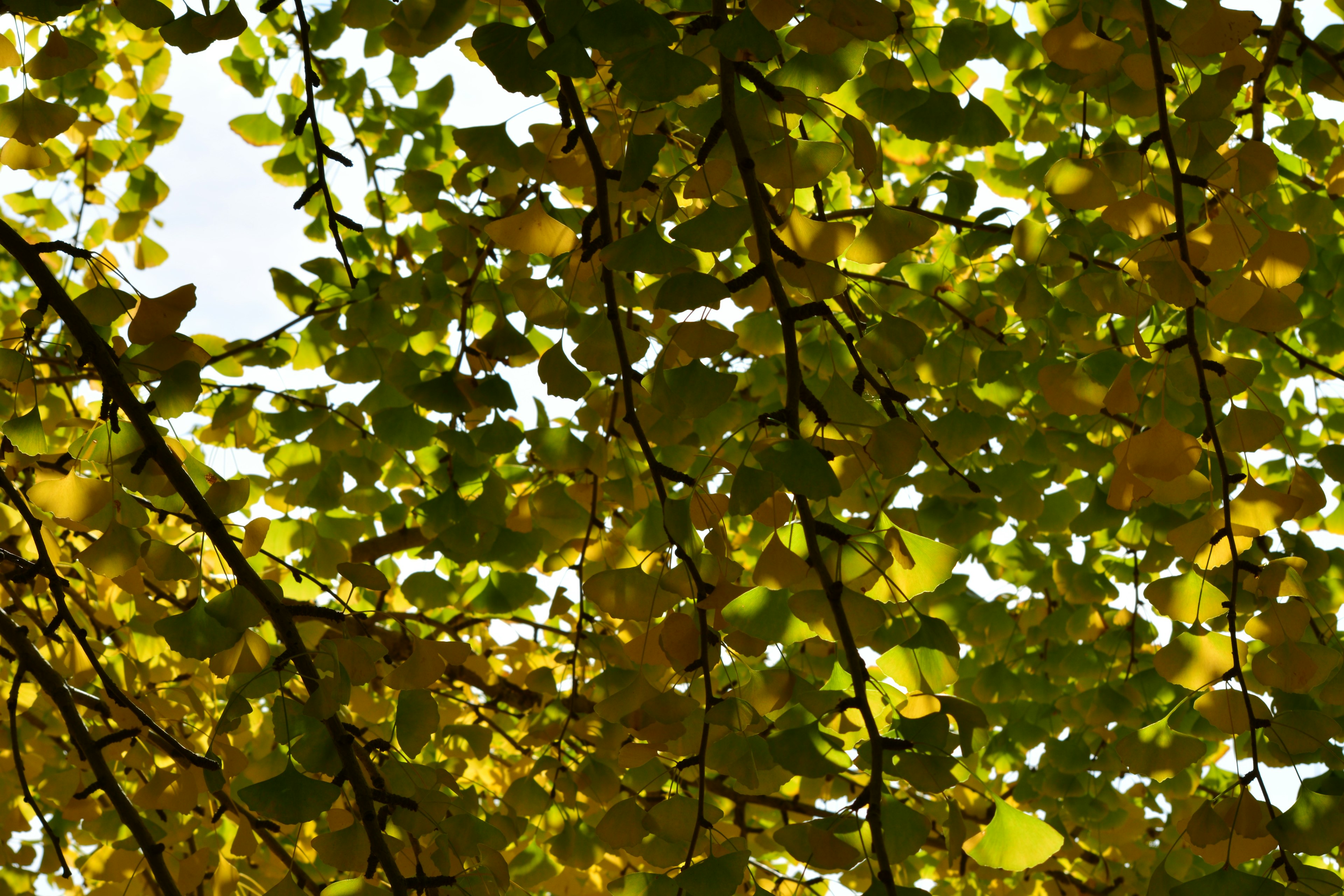 View of tree branches with yellow leaves against a bright sky