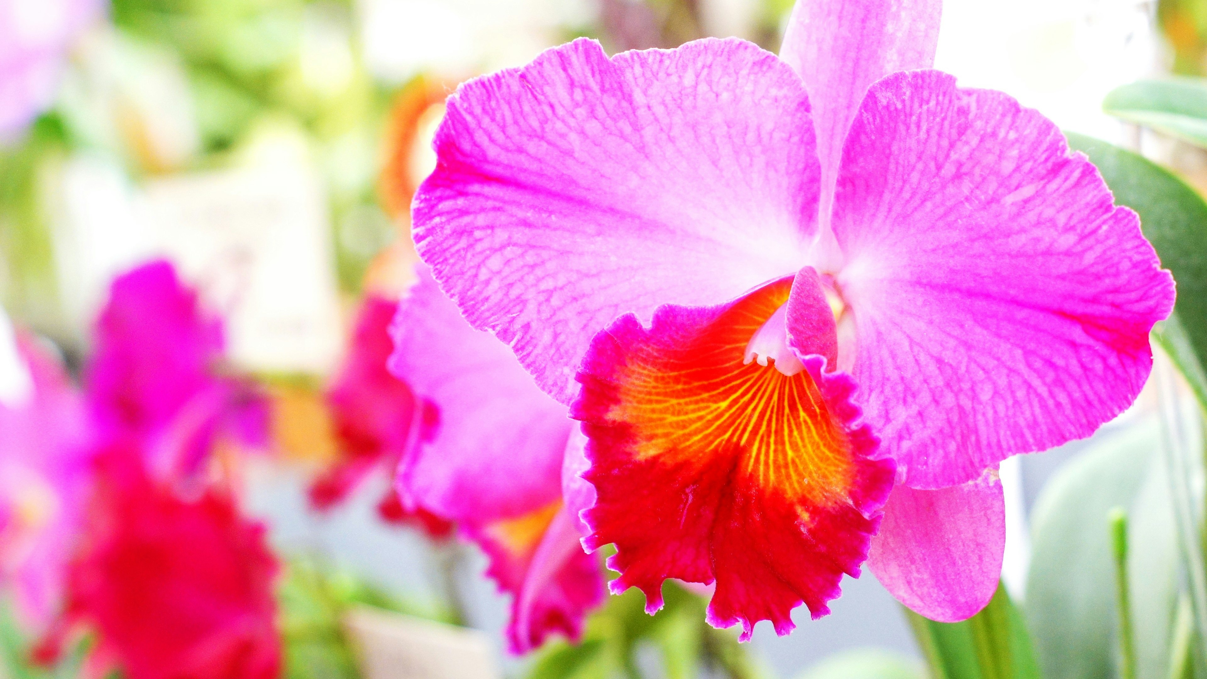 Lebendige rosa Orchideenblüte mit einem auffälligen orangefarbenen Muster in der Mitte