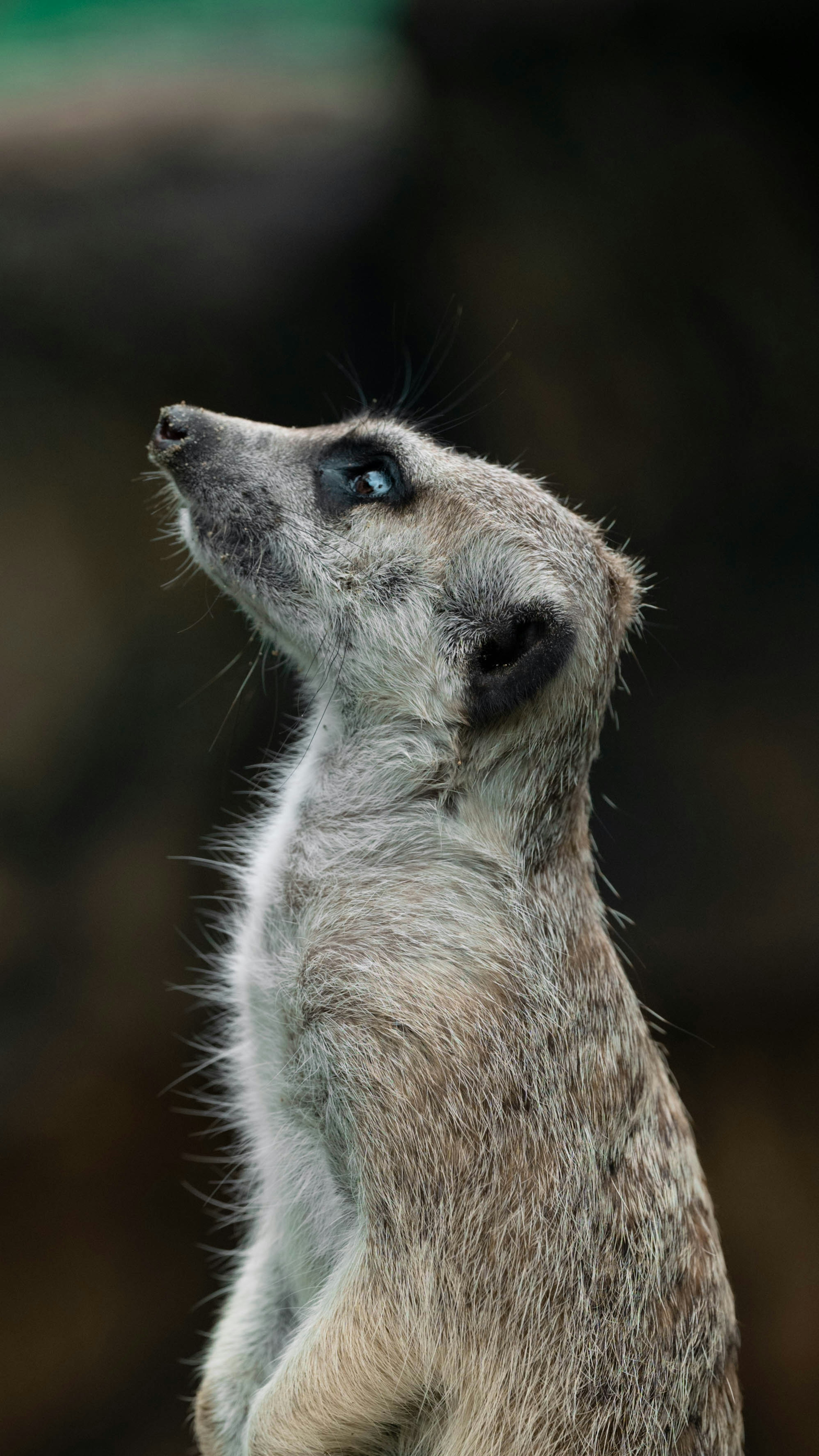 A meerkat looking sideways with a curious expression