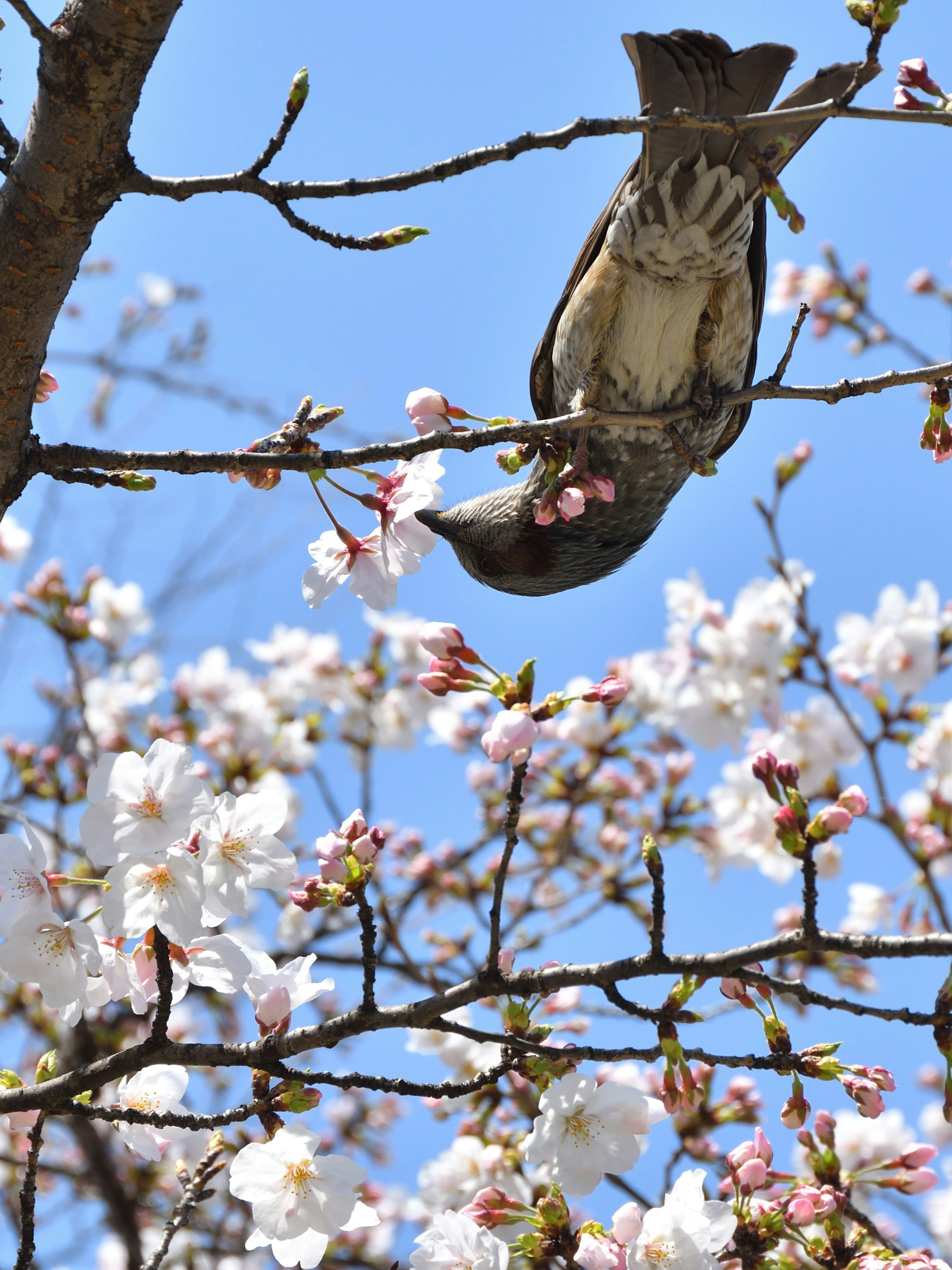 Vogel, der kopfüber zwischen Kirschblüten vor einem blauen Himmel hängt