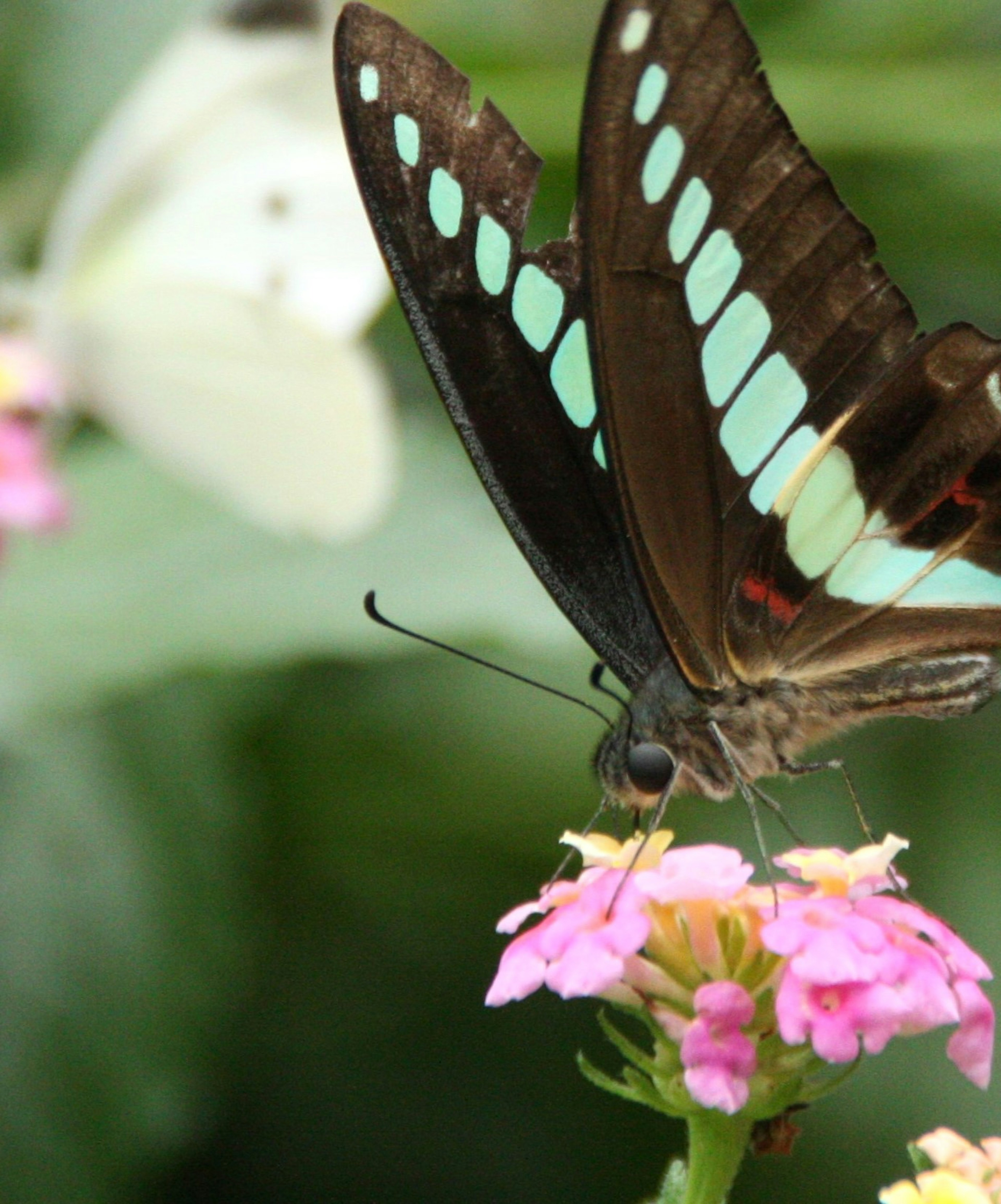 Brown butterfly with blue spots feeding on pink flower