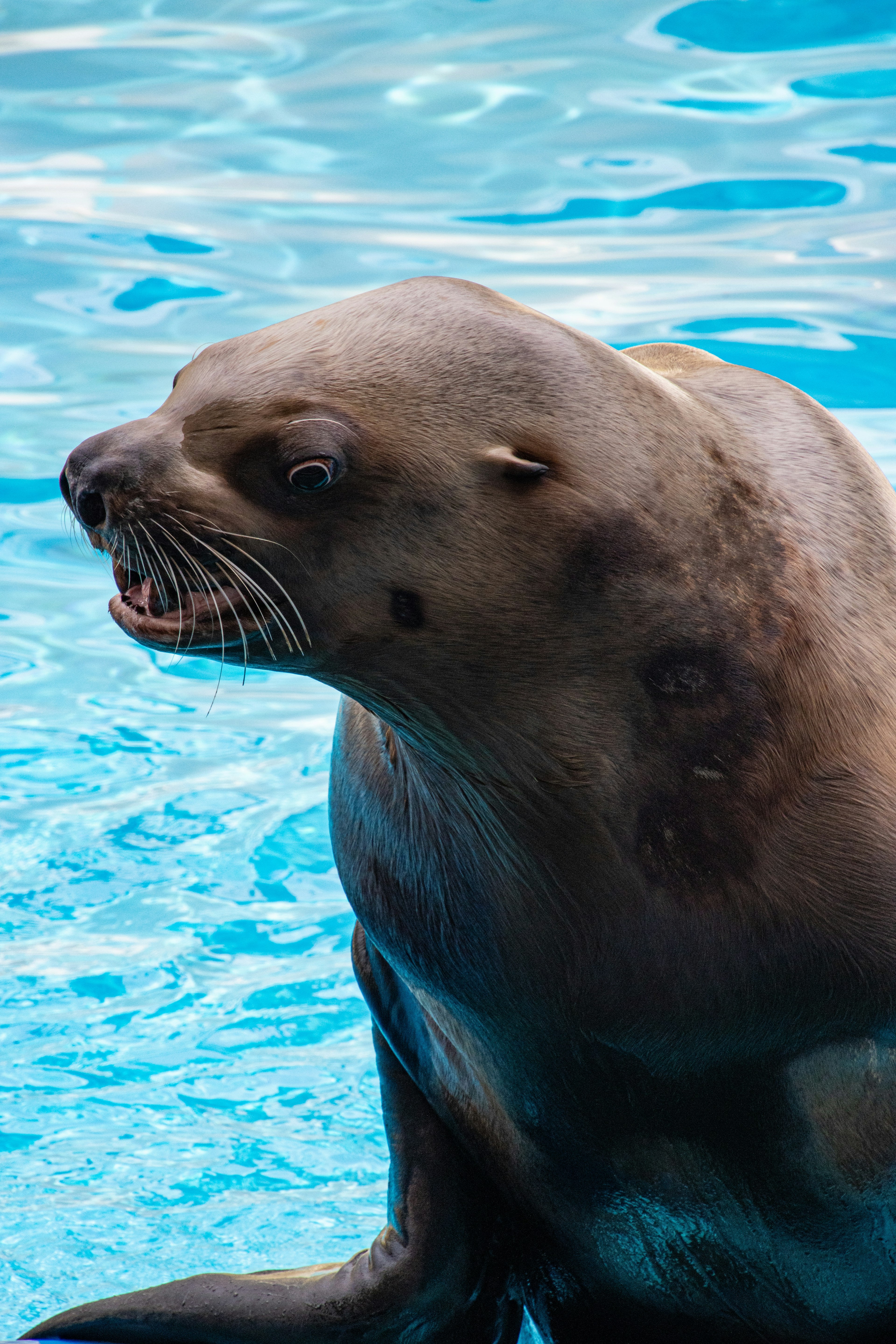 Primer plano de la cara de un león marino en el agua