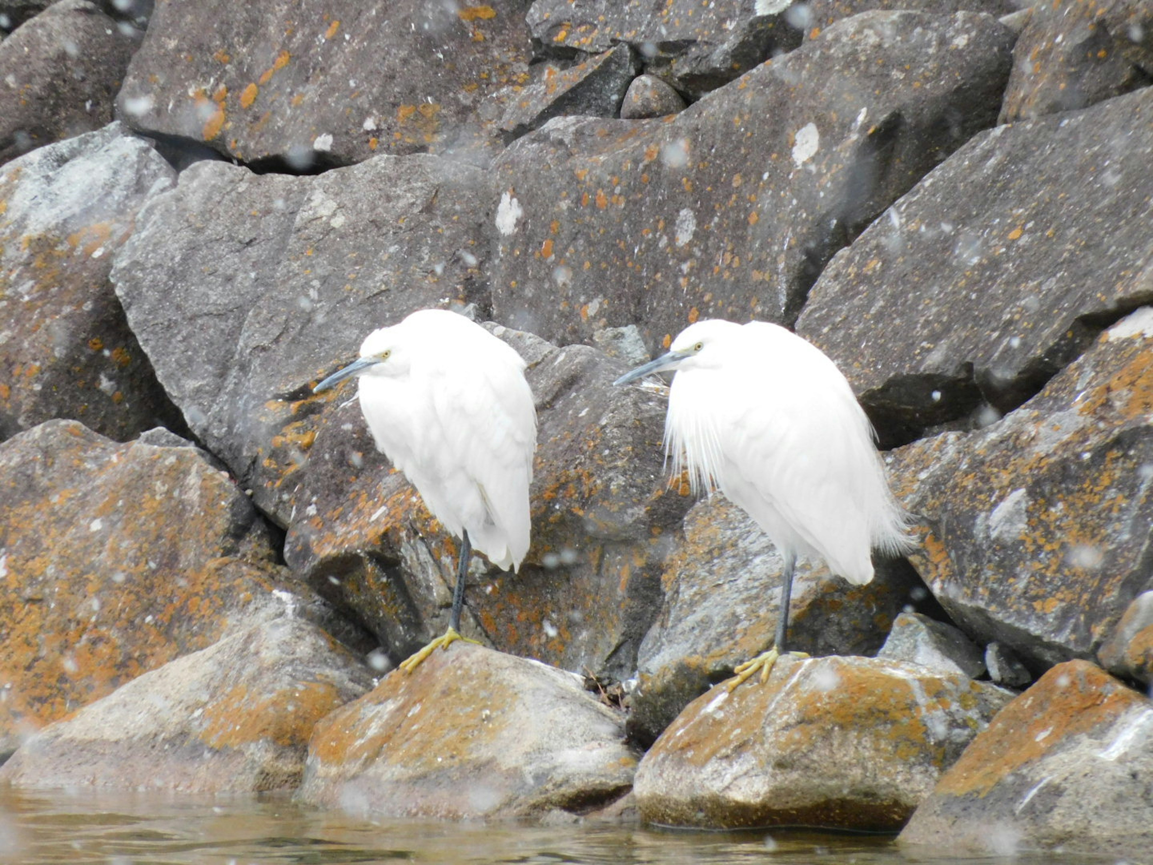 Two white birds standing on rocks by the water