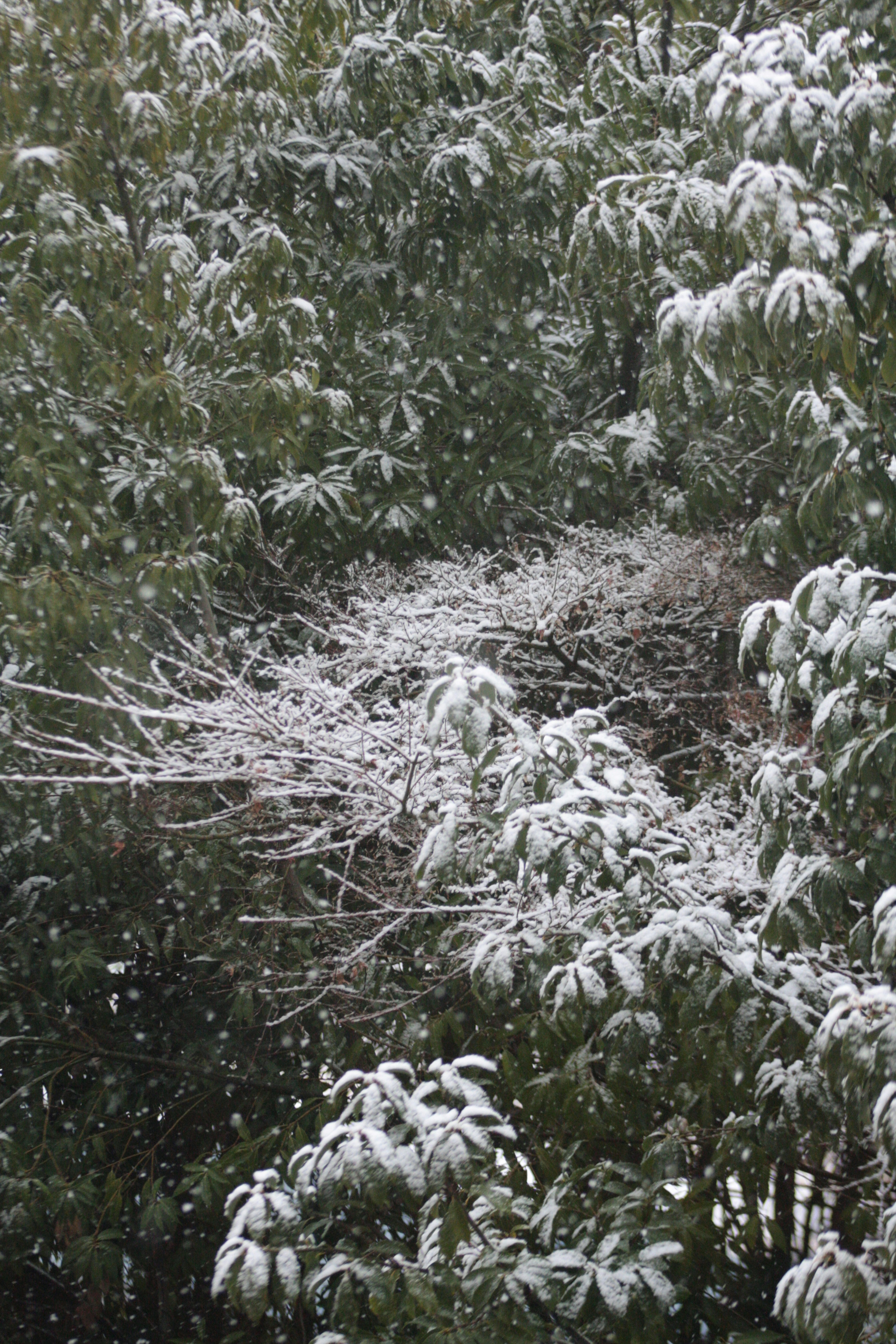 冬季景觀中的雪覆蓋樹木和葉子