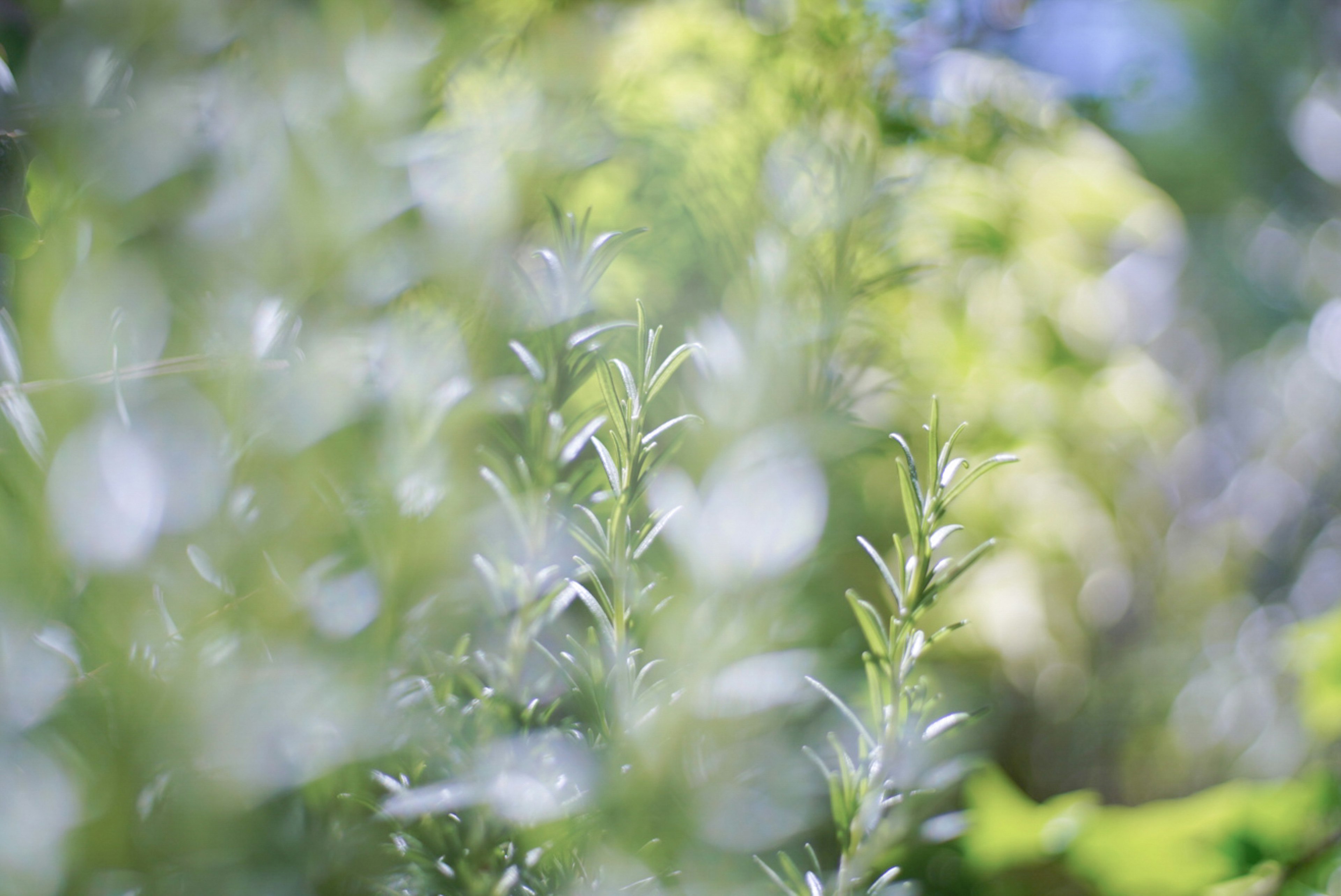 ぼかされた緑の植物が前景にあり、明るい黄色と青の背景がある自然の風景