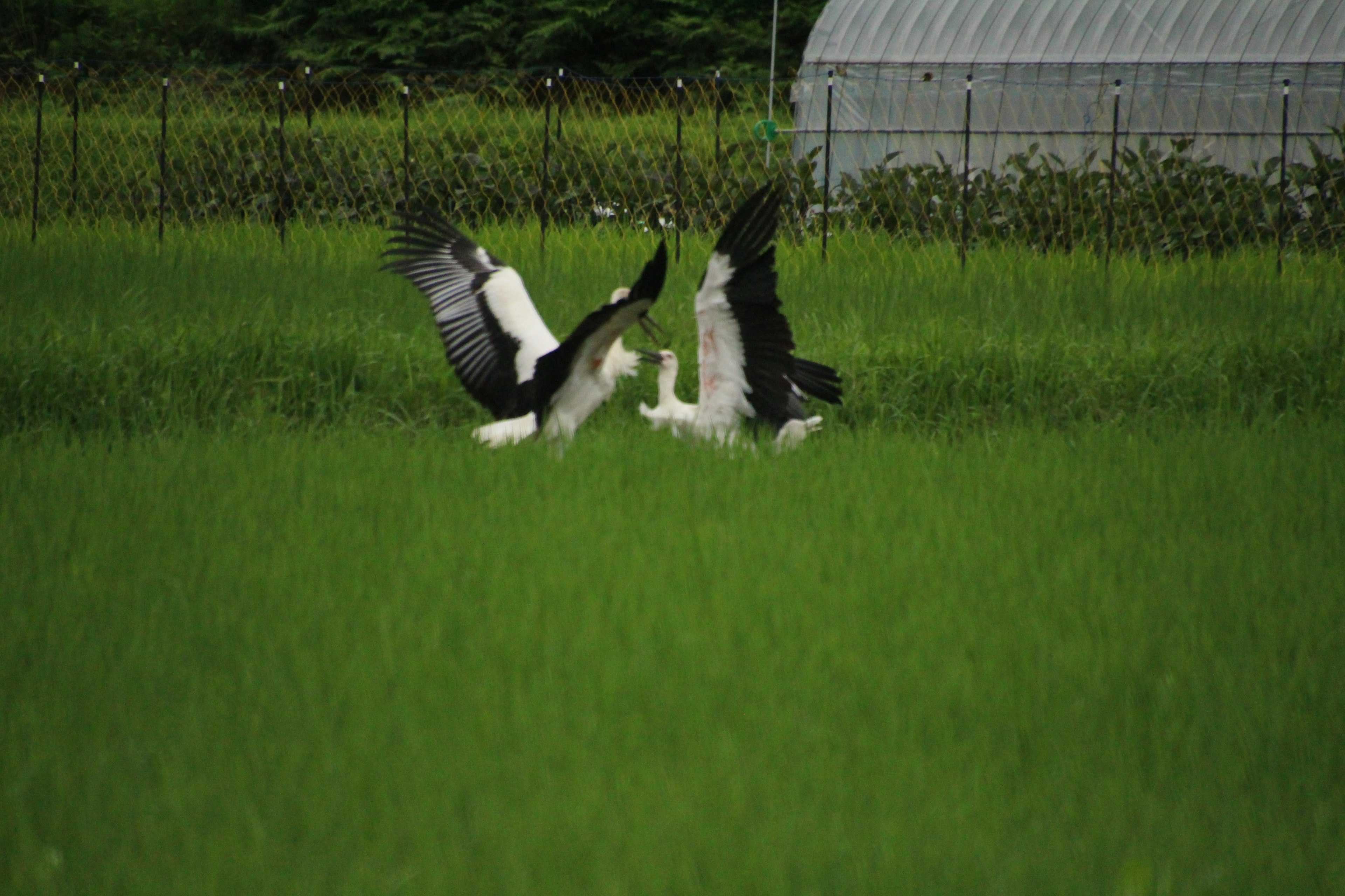 Due uccelli bianco e nero che saltano in un campo di riso verde