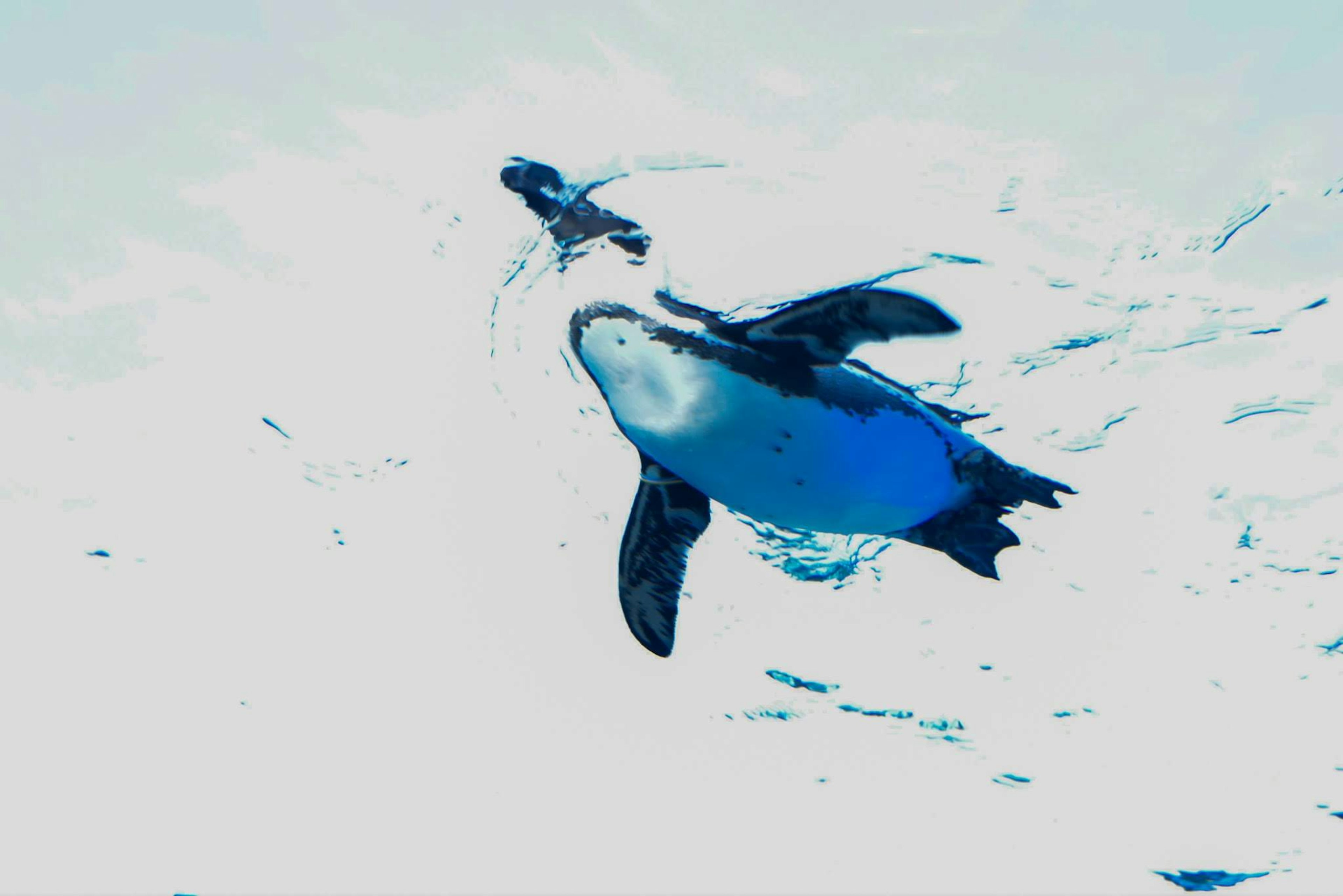 A penguin swimming underwater with a blue background