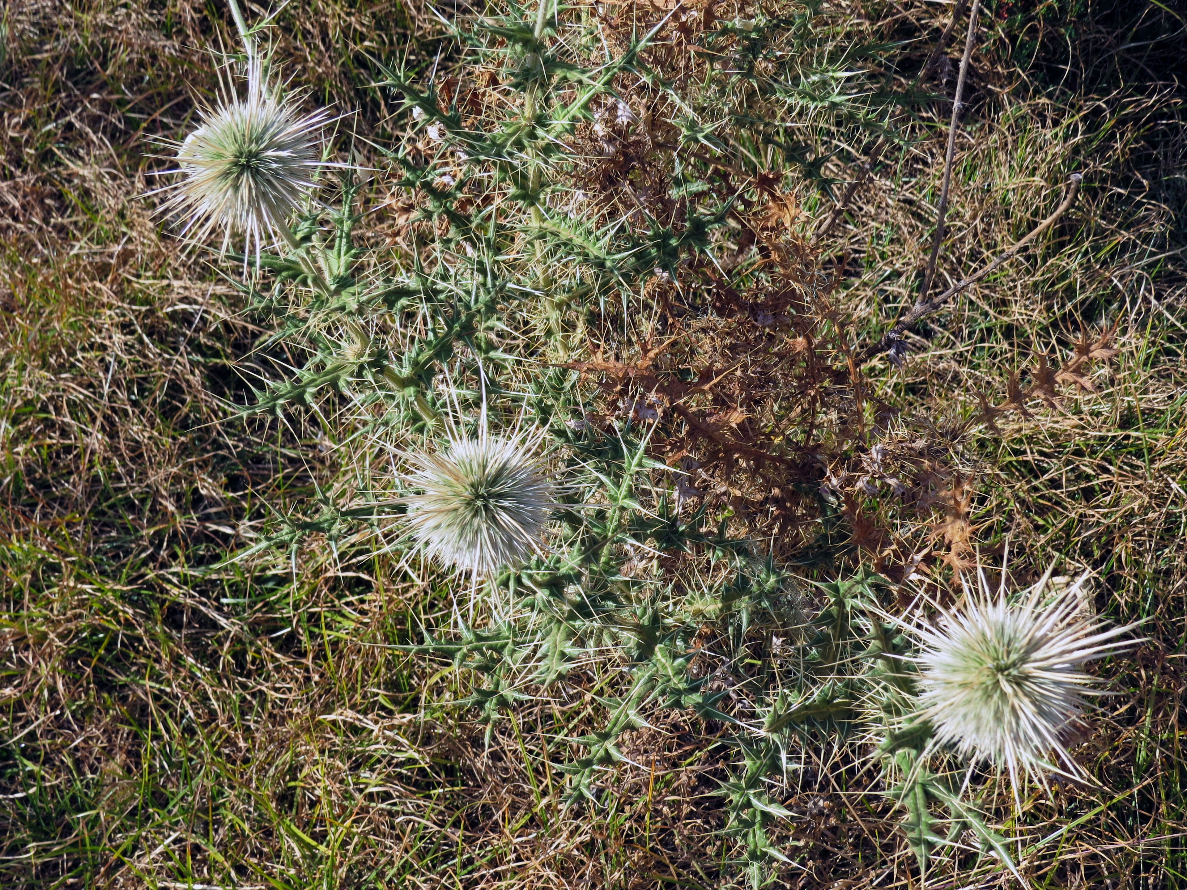 白いトゲのある植物が草の中に点在している