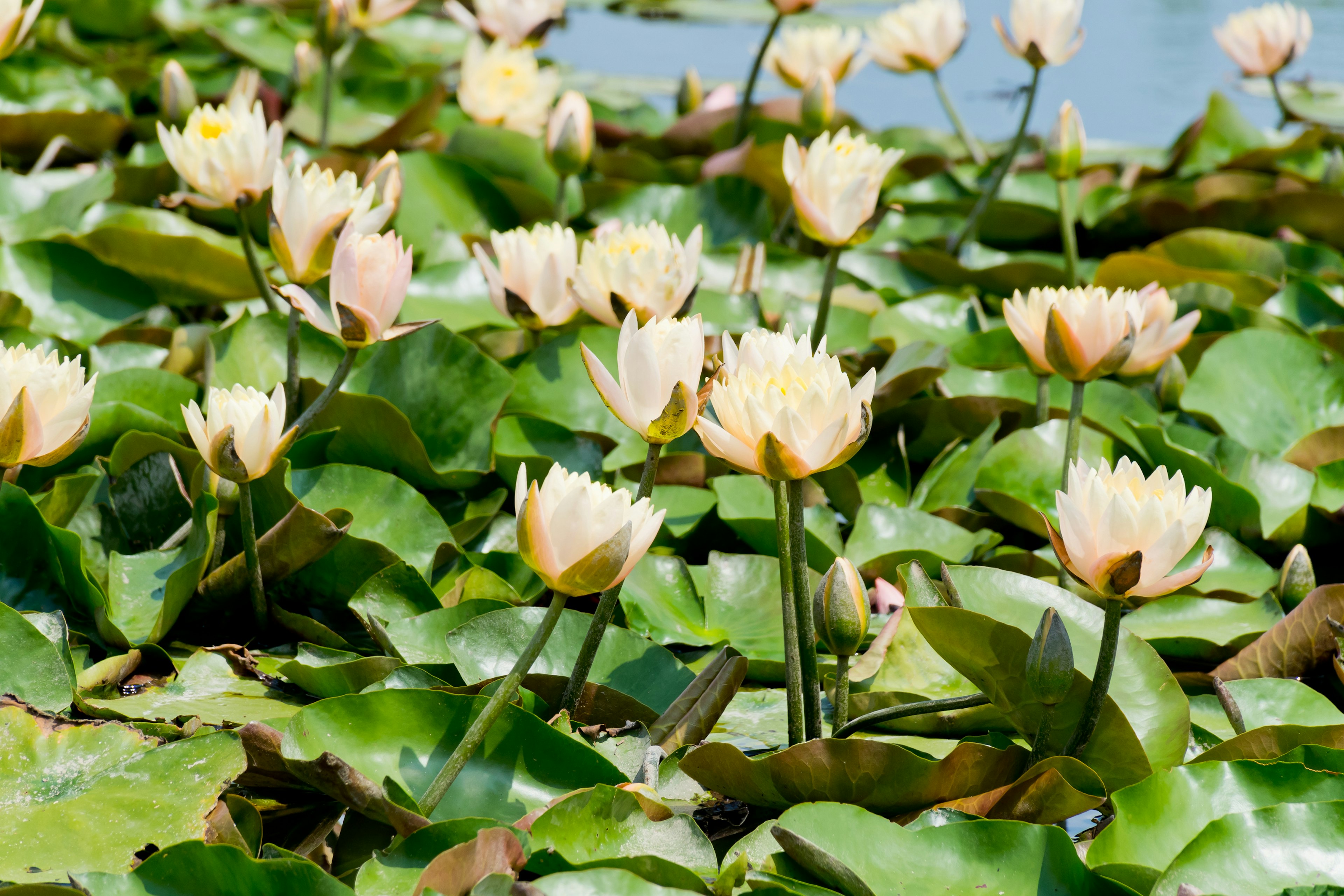 Belles nénuphars avec des feuilles vertes flottant à la surface