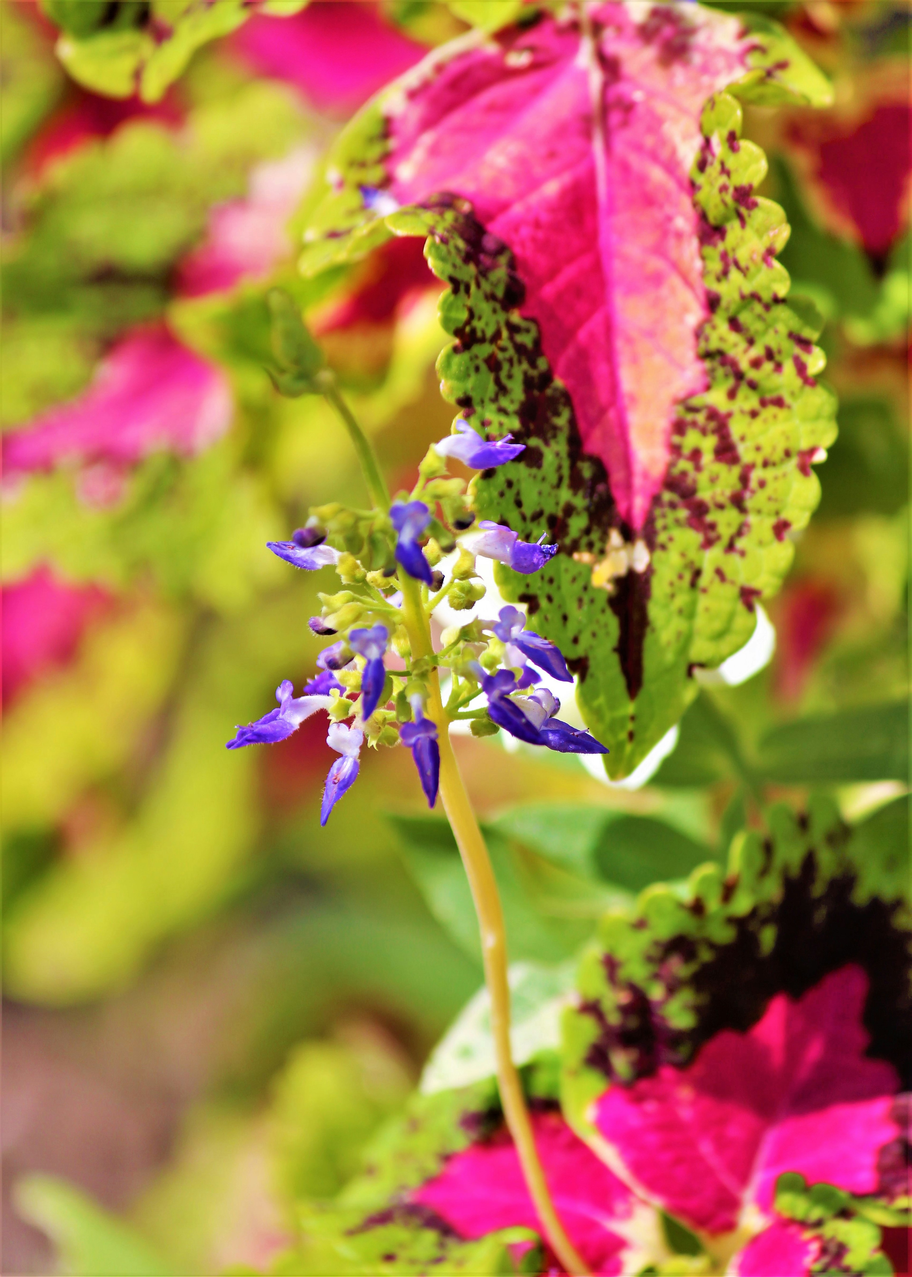 Close-up of a vibrant plant with colorful leaves and purple flowers